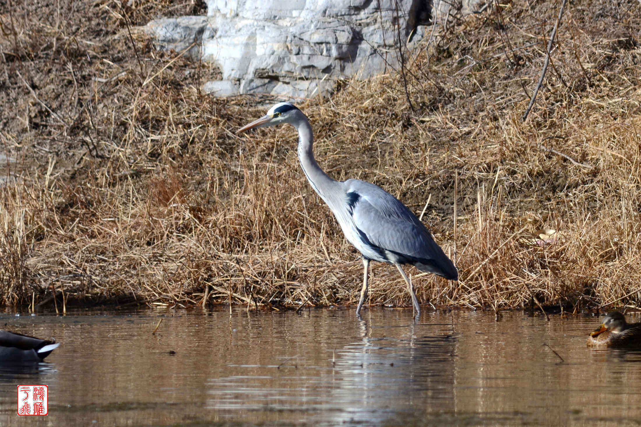 苍鹭_十渡_20140101_1491.jpg