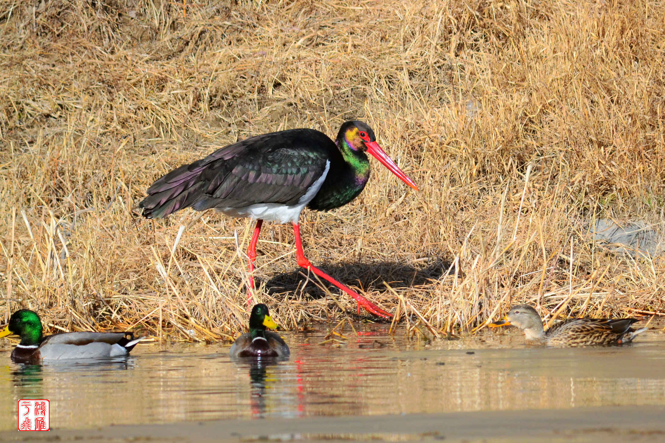 黑鹳_十渡_20140101_1688.jpg