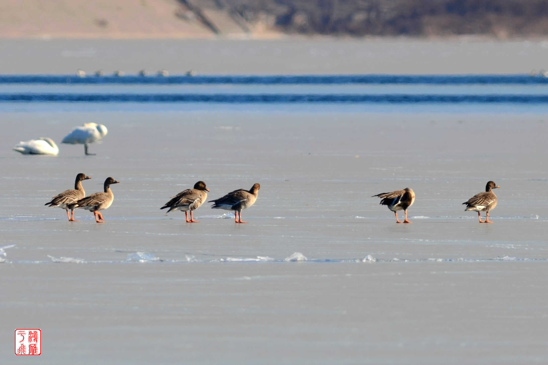 豆雁_怀柔水库_20140118_2570.jpg