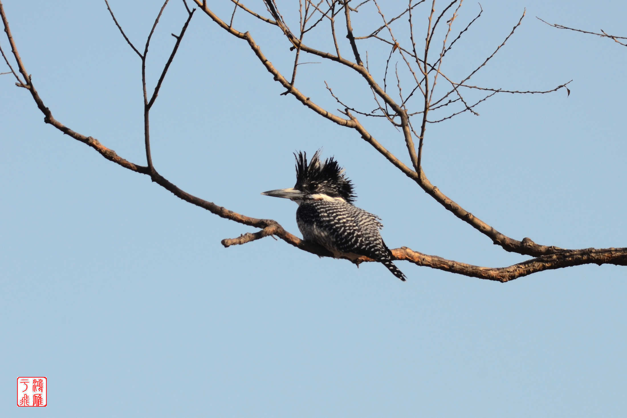 冠鱼狗_怀沙河_20140118_2622.jpg