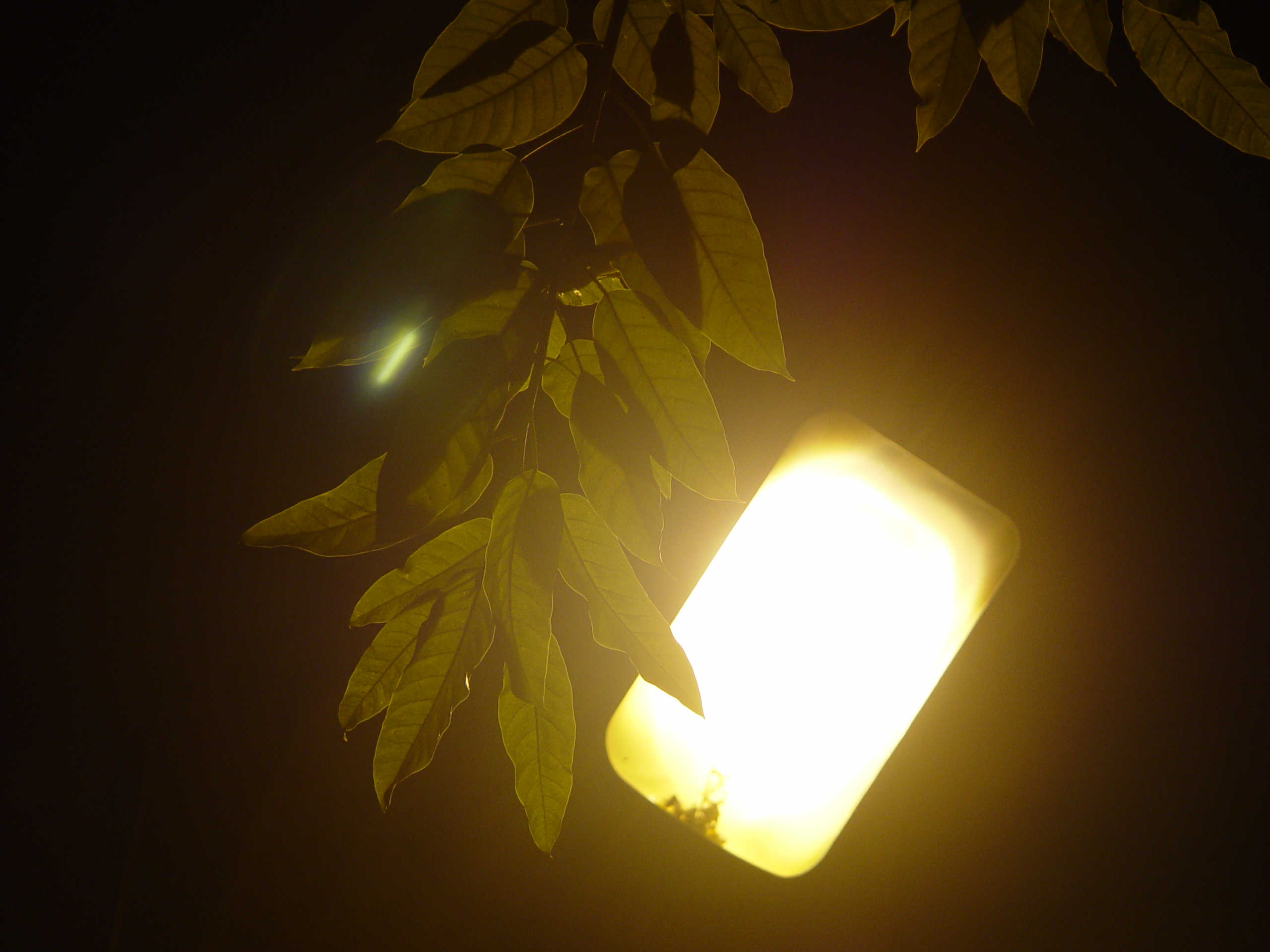 DSC02141.JPG
