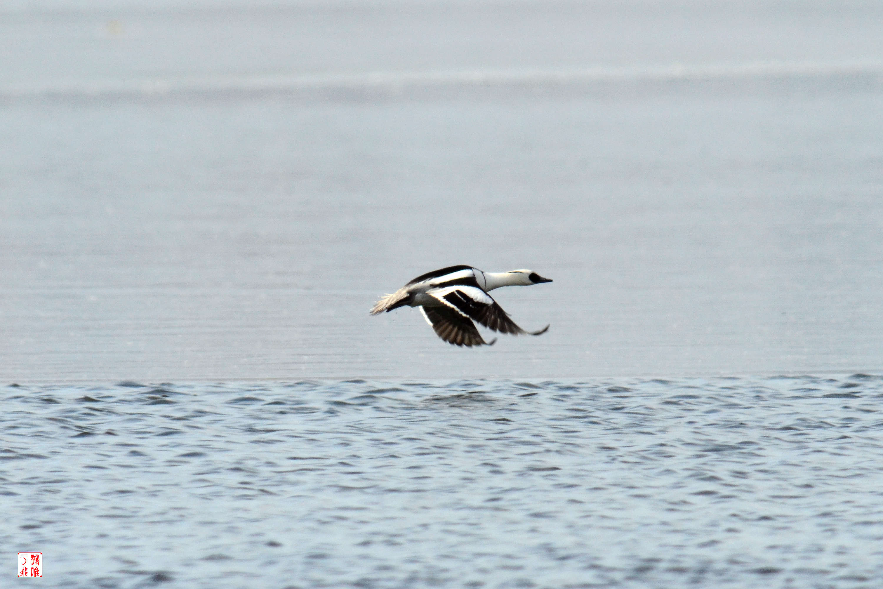 白秋沙鸭_沙河水库_20140125_3040.jpg