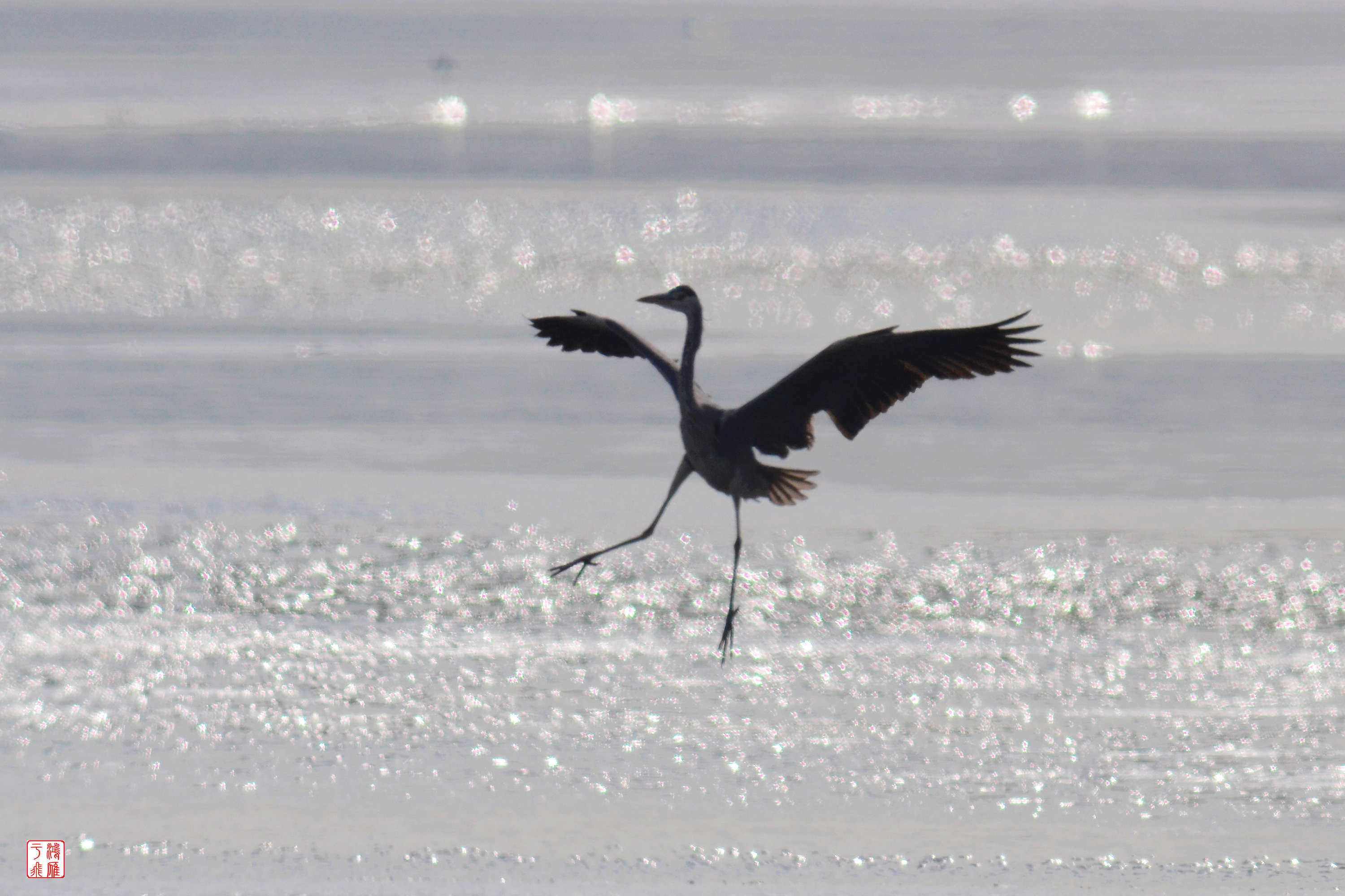 苍鹭_沙河水库_20140125_3169.jpg