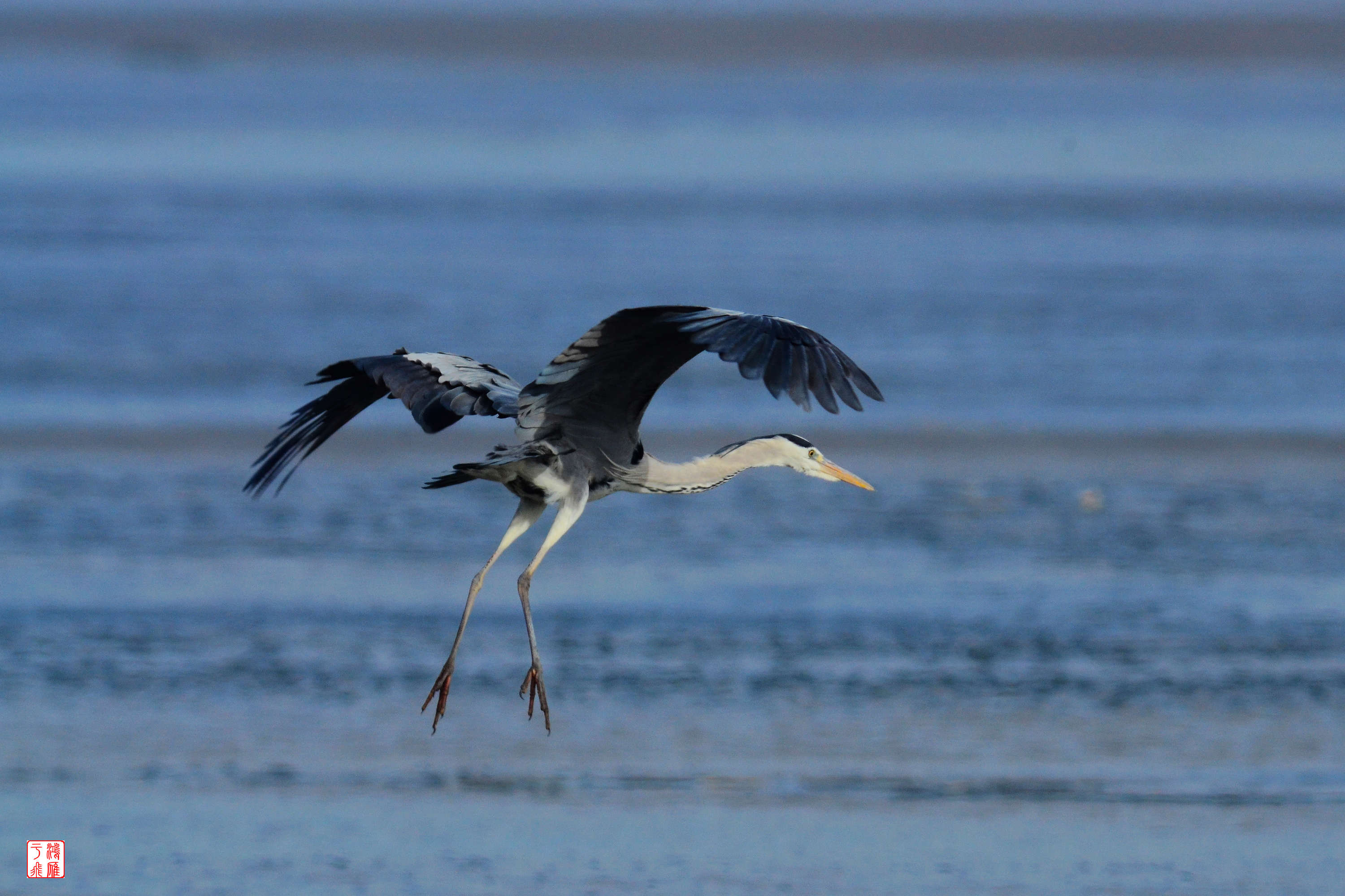 苍鹭_沙河水库_20140125_3211.jpg