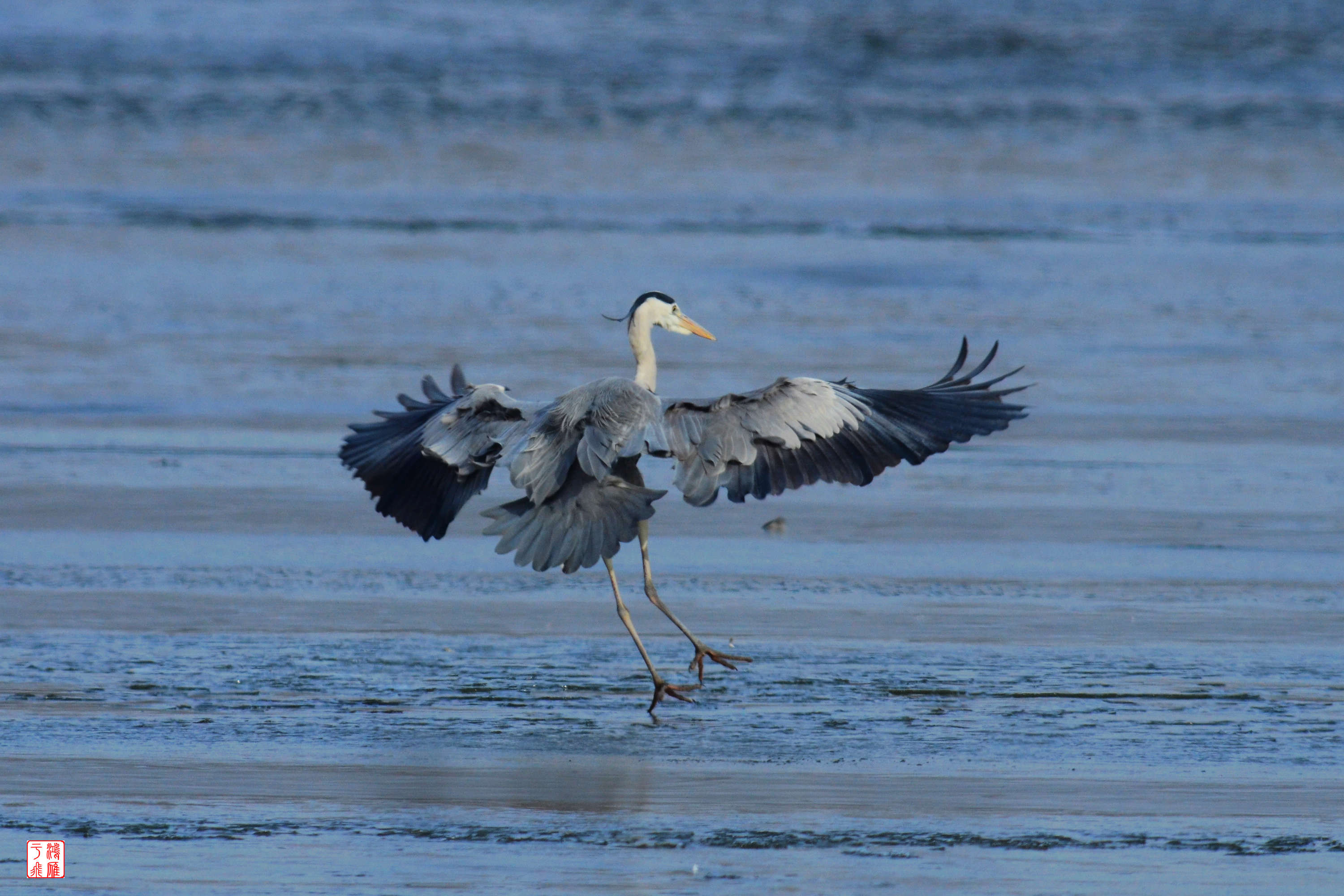 苍鹭_沙河水库_20140125_3212.jpg