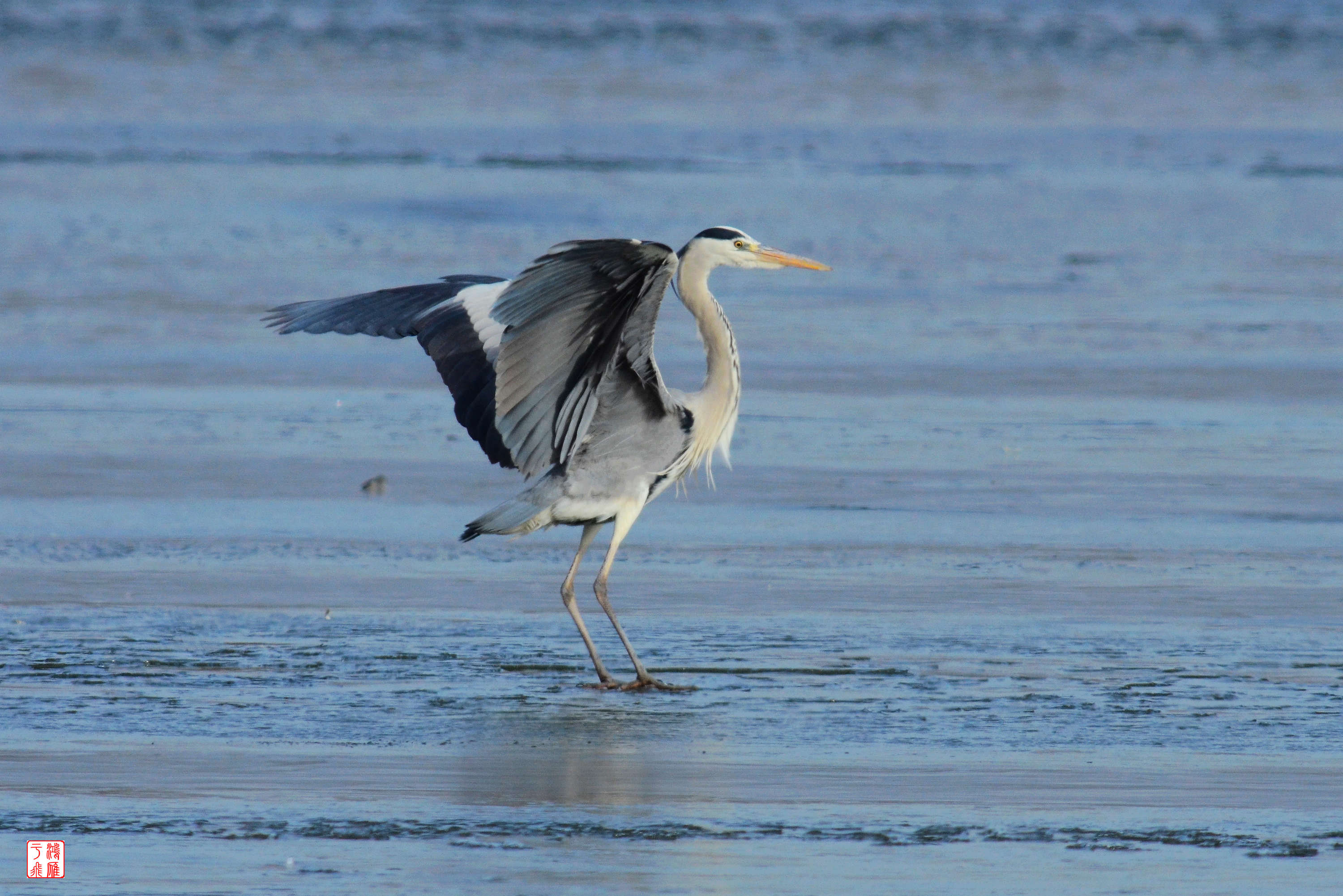 苍鹭_沙河水库_20140125_3214.jpg