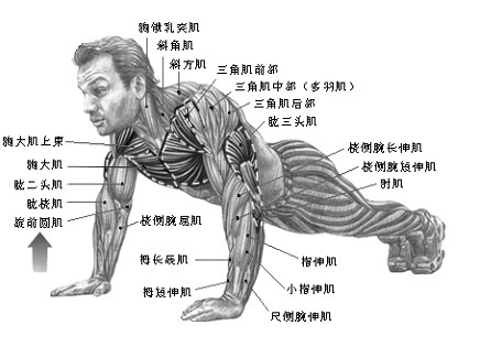 俯卧撑（黑白）75.jpg