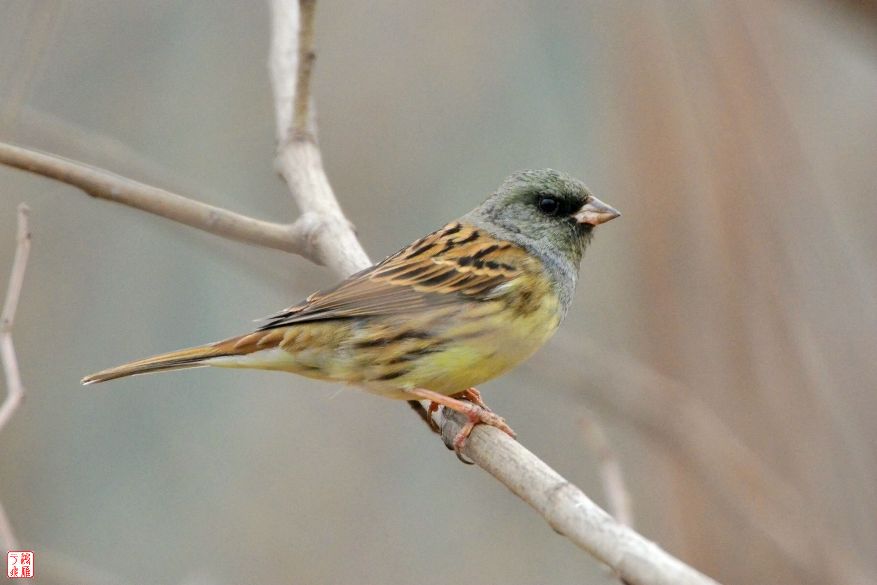 灰头鹀_Blach faced Bunting_武汉僵鱼塘_20140223_7695.jpg