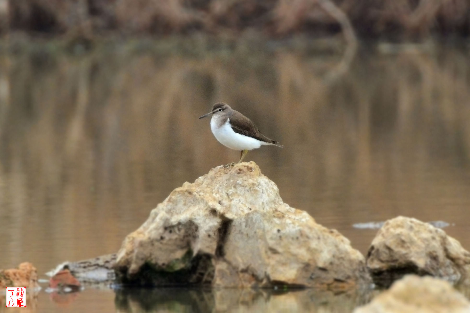 矶鹬_Common Sandpiper_武汉千亩塘_20140223_7349.jpg