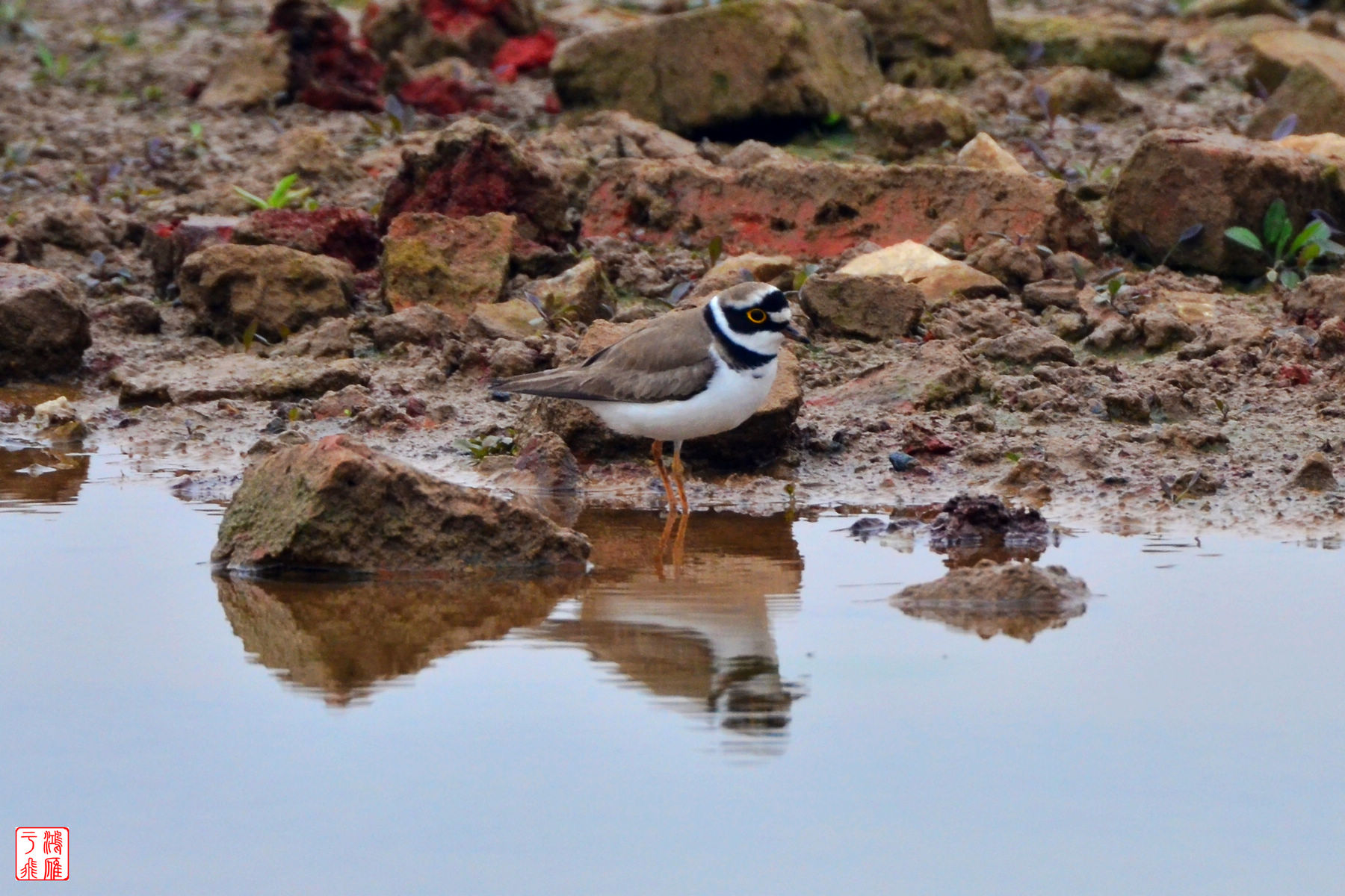 金眶鸻_Little ringed Plover_武汉千亩塘_20140223_7228.jpg