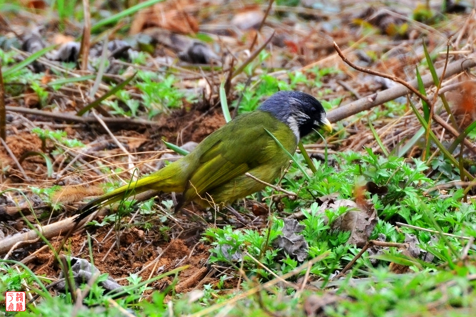 领雀嘴鹎_Collared Finchbill_武汉僵鱼塘_20140223_7521.jpg