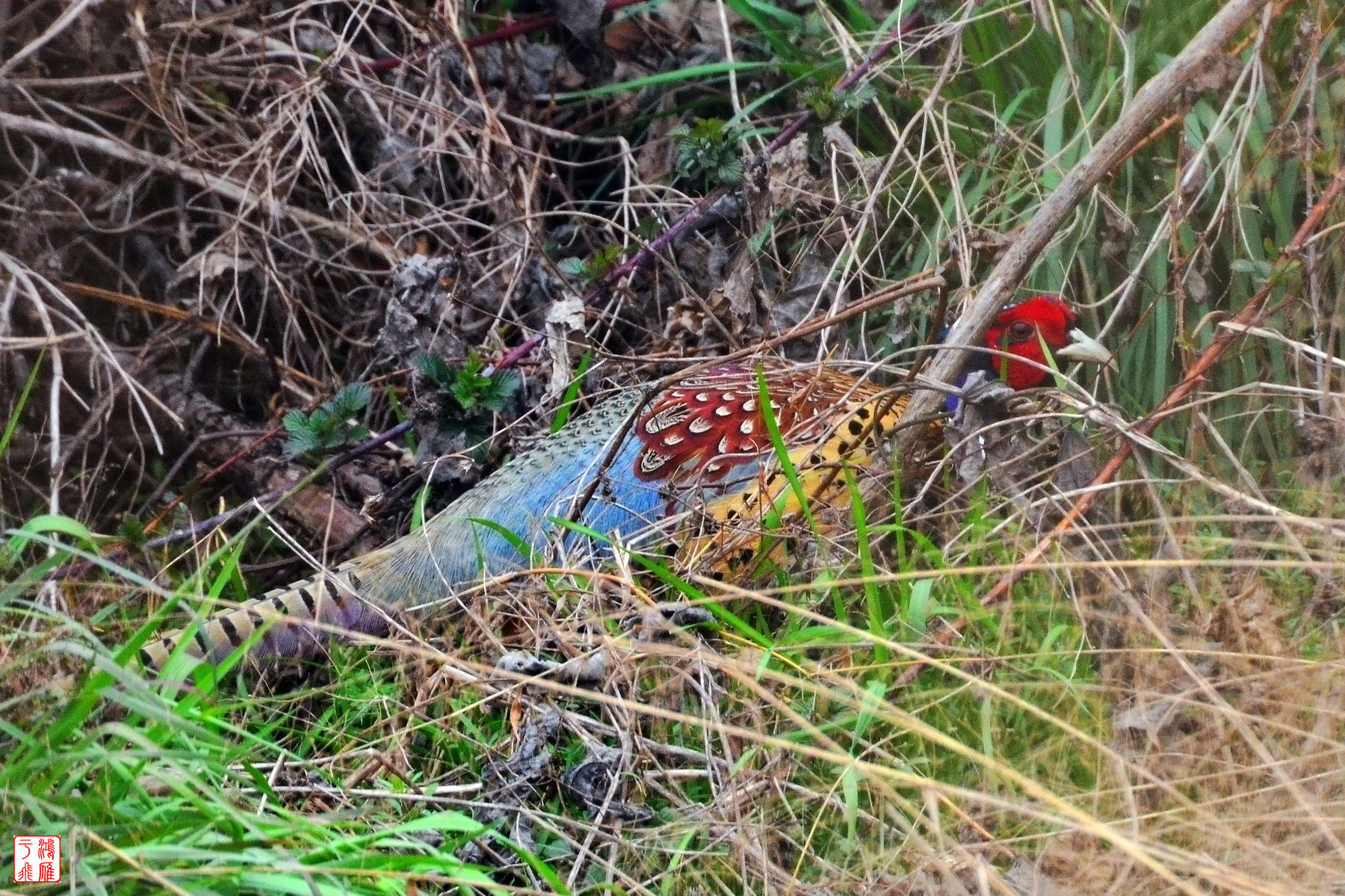 雉鸡_CommomPheasant_武汉千亩塘_20140223_7386.jpg