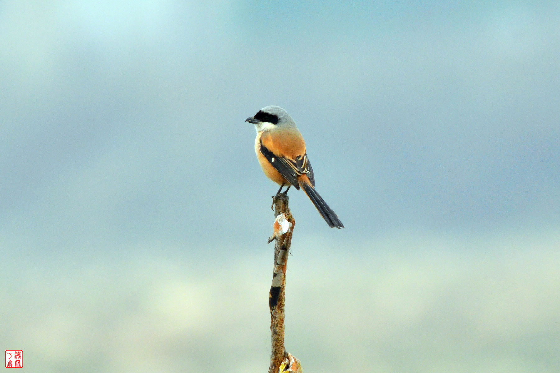 棕背伯劳_Long-tailed Shrike_武汉千亩塘_20140223_DSC_7320.jpg