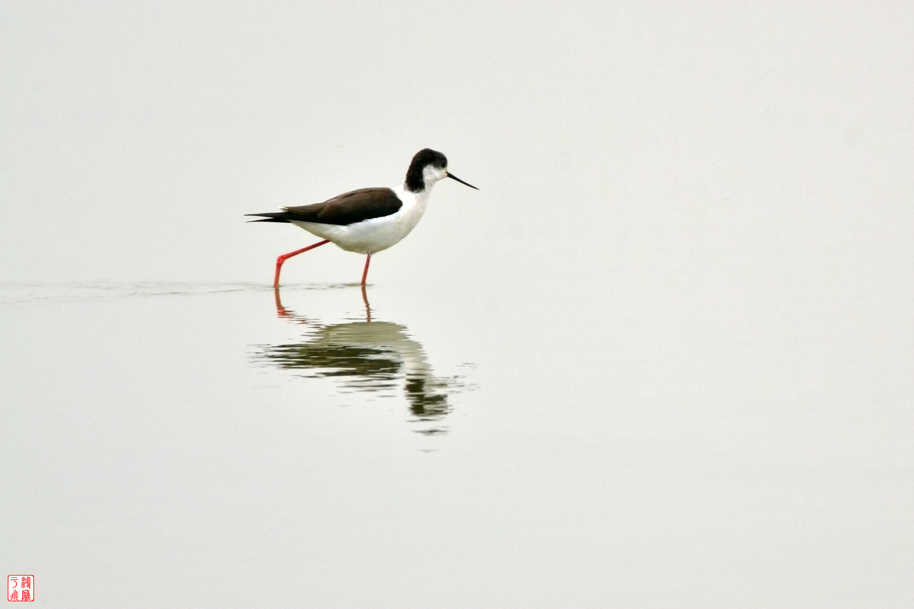 黑翅长脚鹬_Black winged Stilt_武汉千亩塘_20140223_7274.jpg