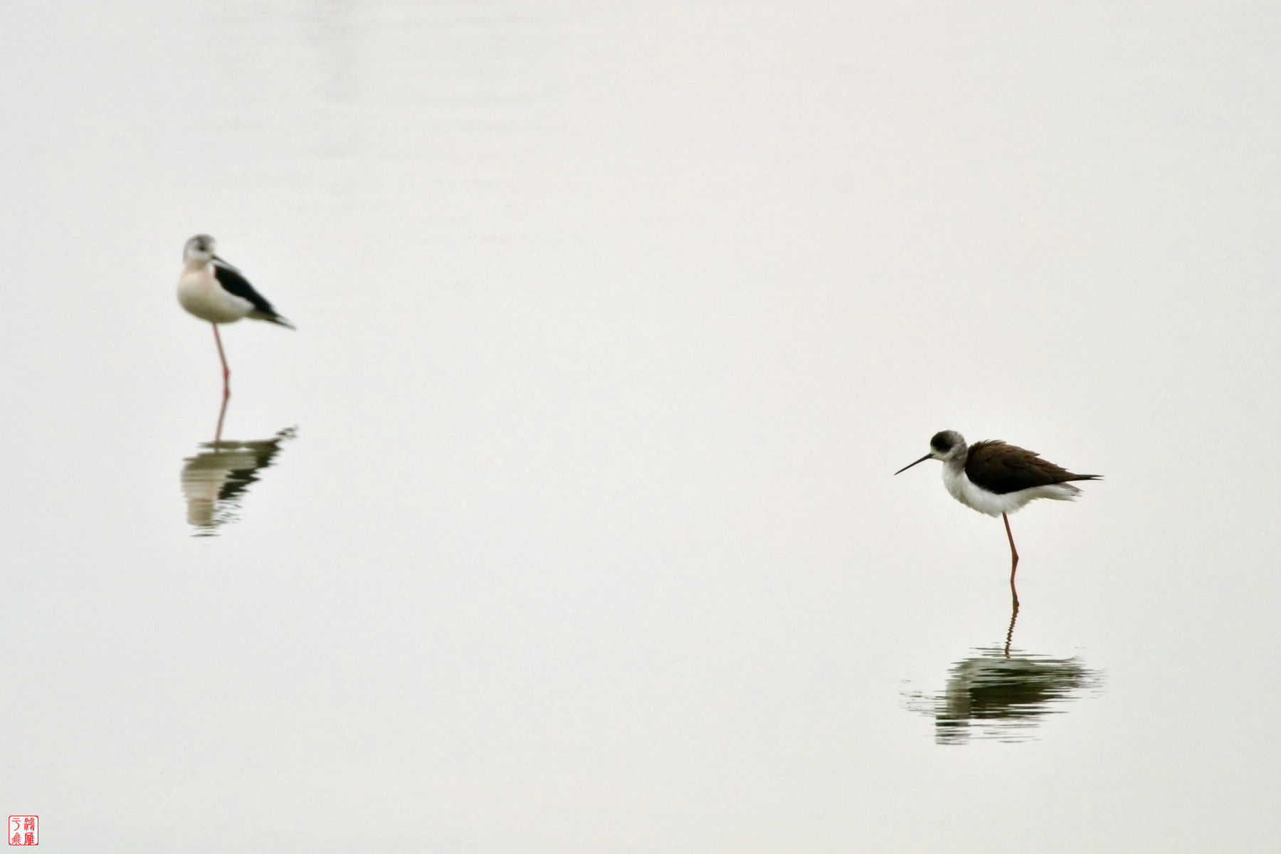 黑翅长脚鹬_Black winged Stilt_武汉千亩塘_20140223_7291.jpg