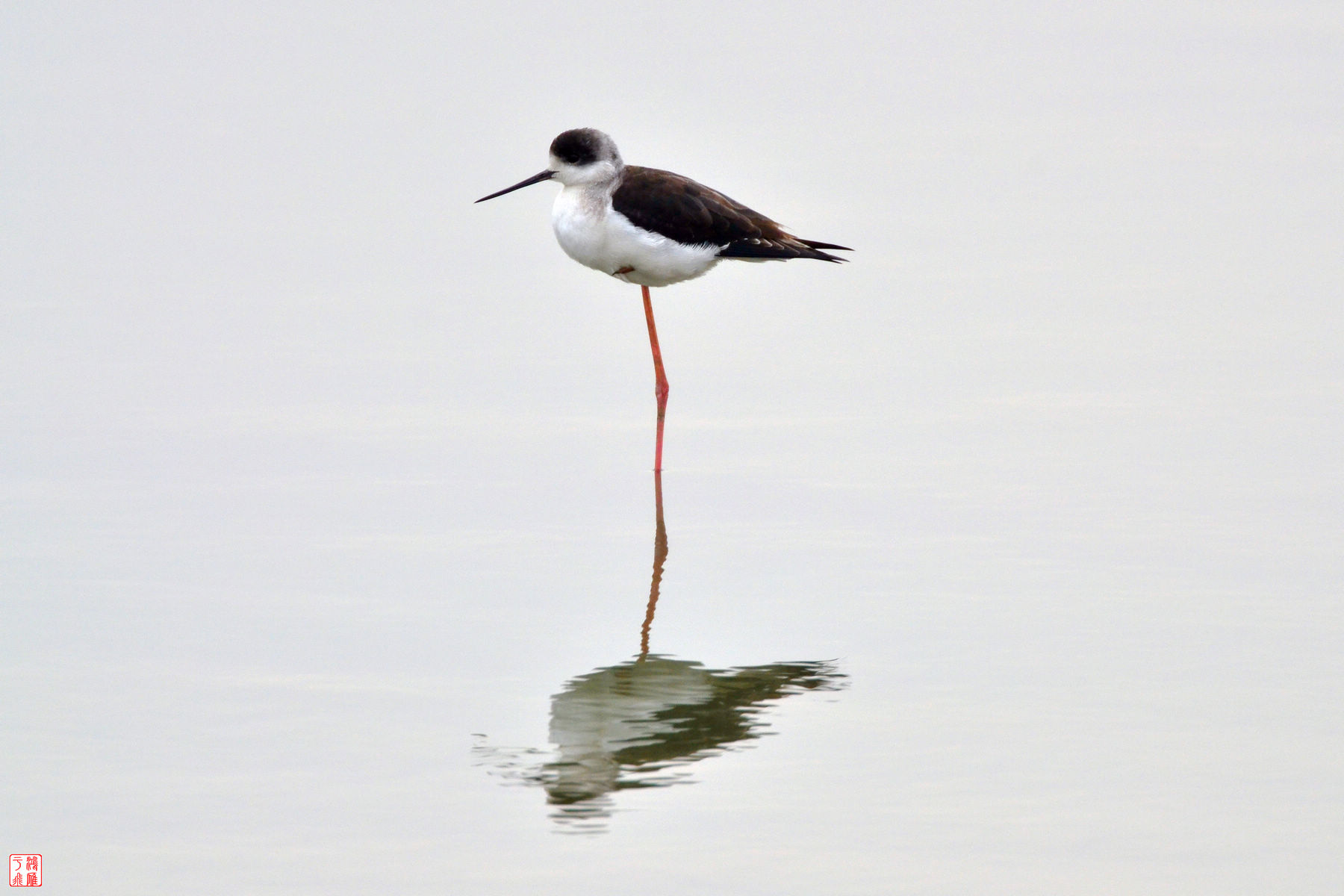 黑翅长脚鹬_Black winged Stilt_武汉千亩塘_20140223_7301.jpg