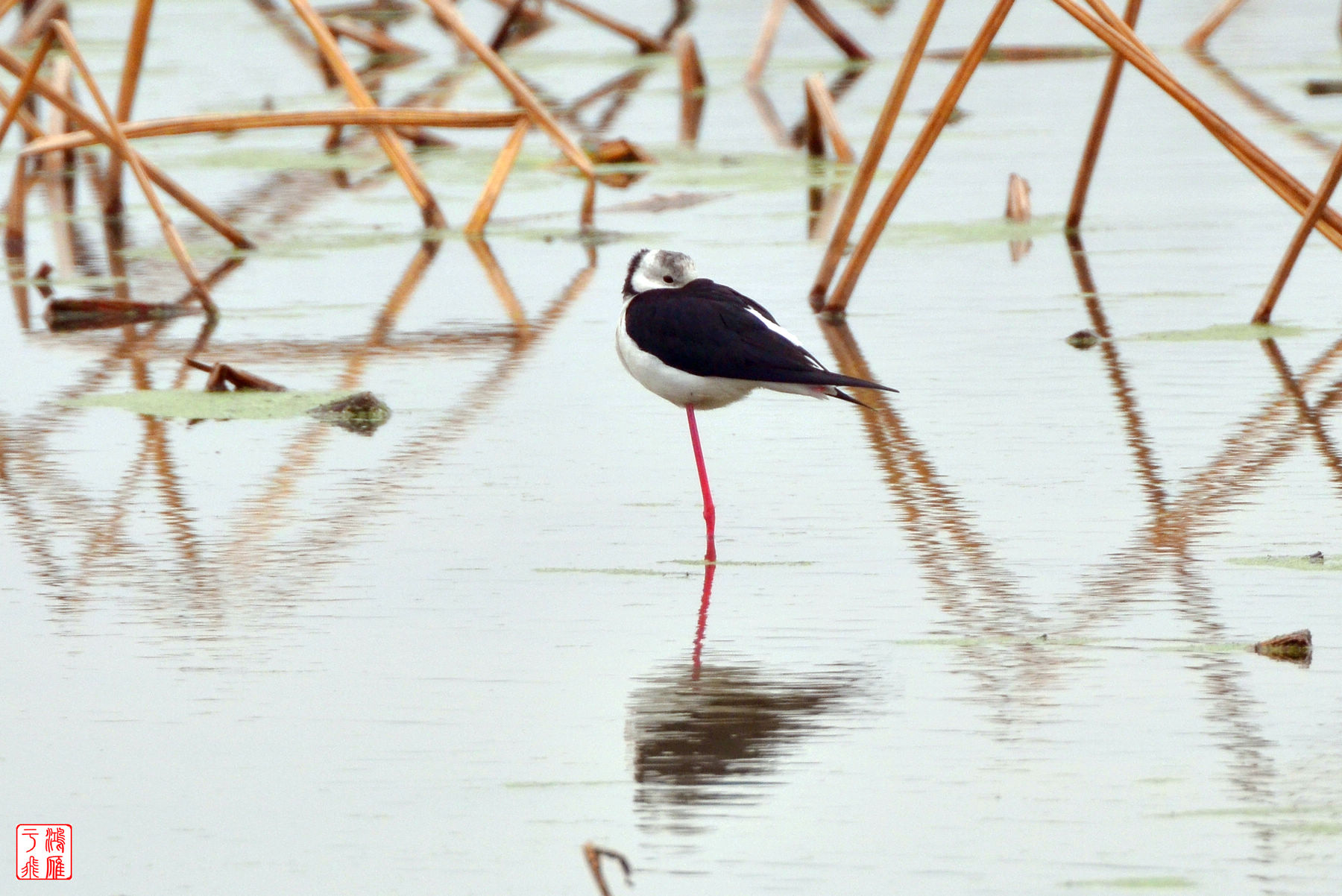 黑翅长脚鹬_Black winged Stilt_武汉千亩塘_20140223_7380.jpg