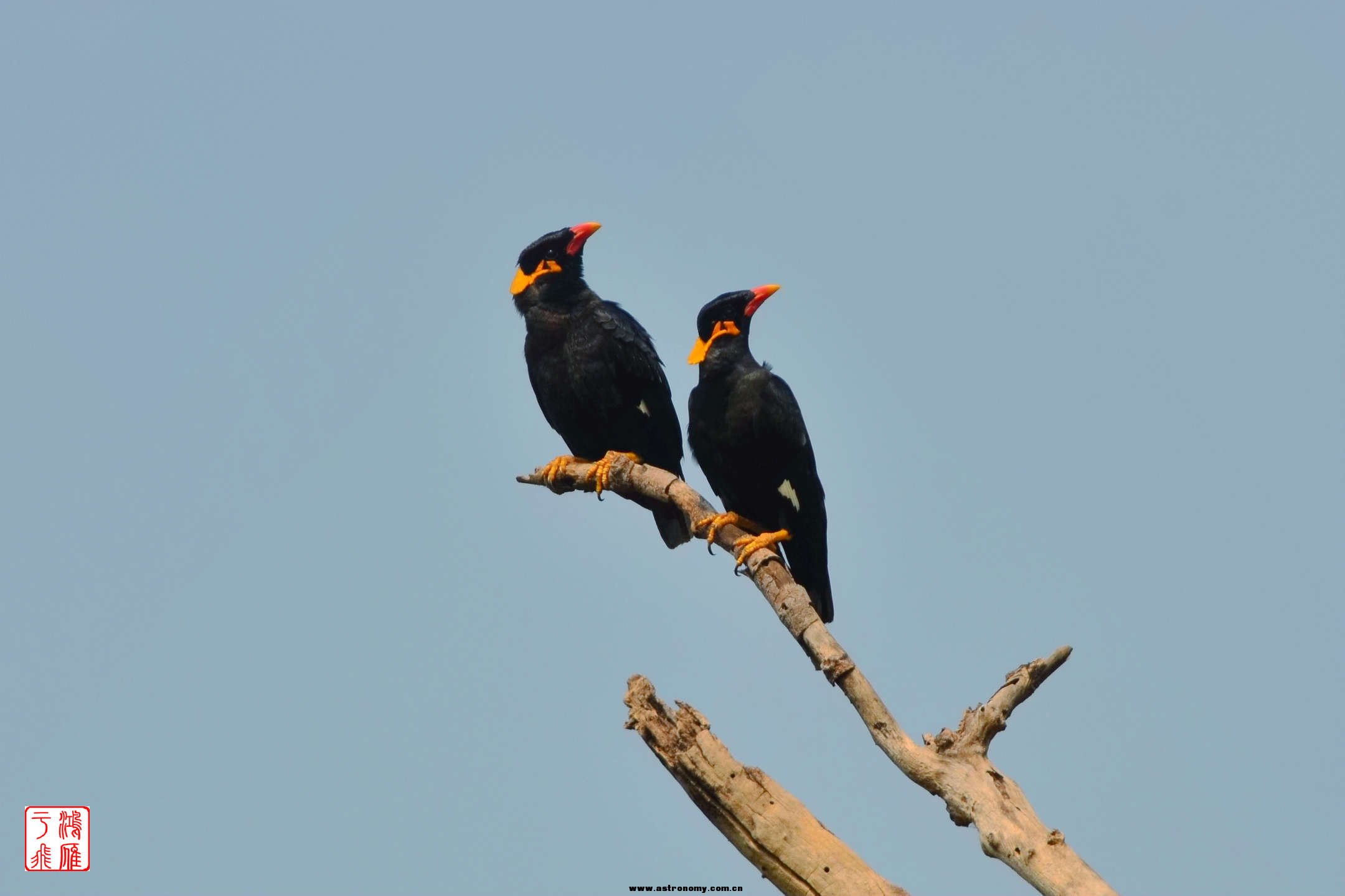 鹩哥_Hill Myna_柬埔寨暹粒_20140216_7092.jpg