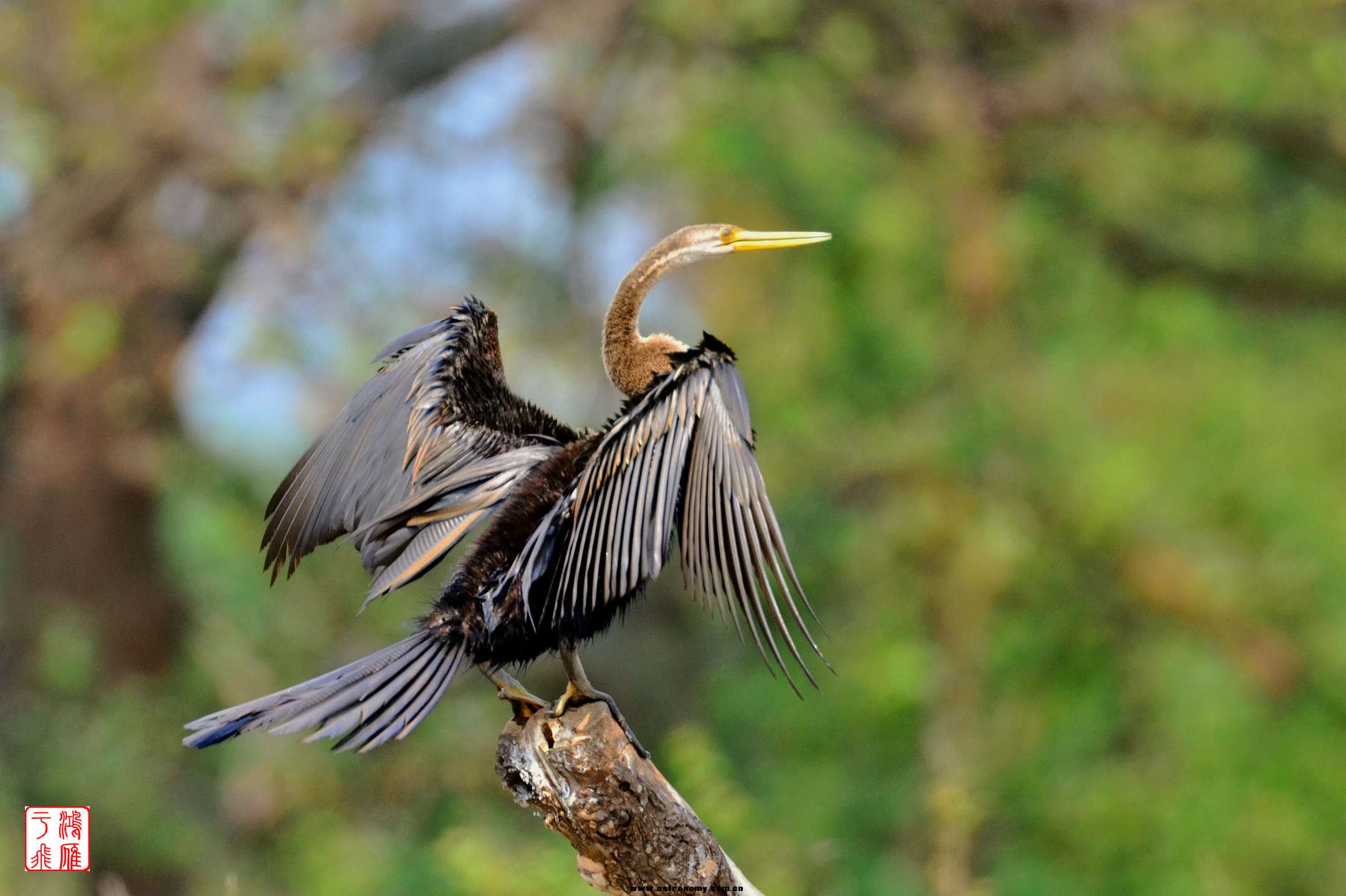 黑蝮蛇鹈_Darter_柬埔寨普列托尔_20140213_6185.jpg