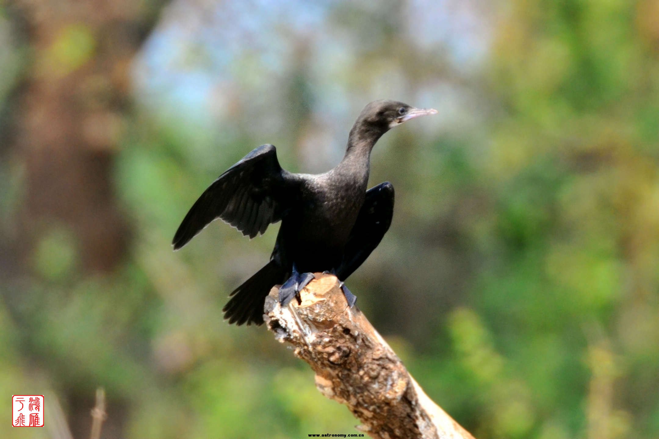 黑颈鸬鹚_Little Cormorant_柬埔寨普列托尔_20140213_6191.jpg