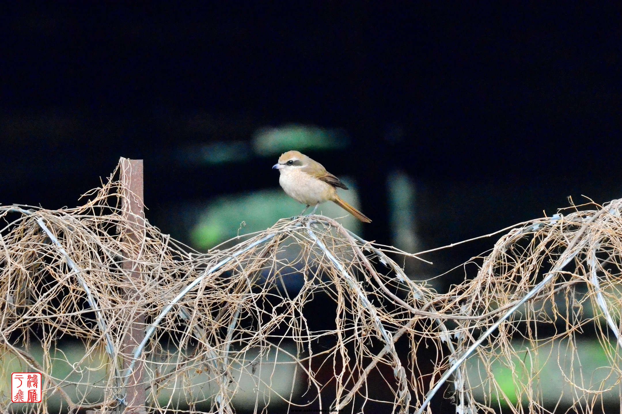 红尾伯劳_Brown Shrike_柬埔寨马德望_20140210_5671.jpg