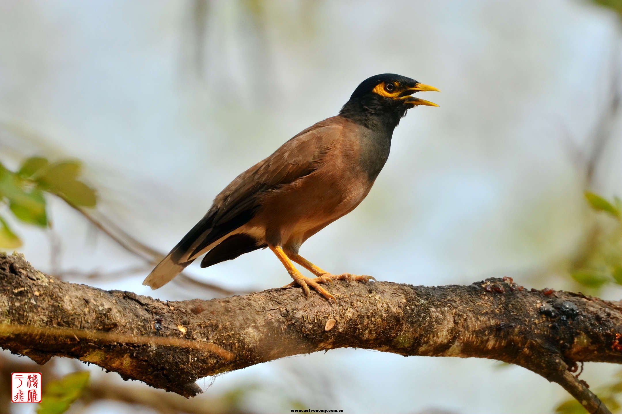 家八哥_Common Myna_IMG_DSC_7042_副本.jpg