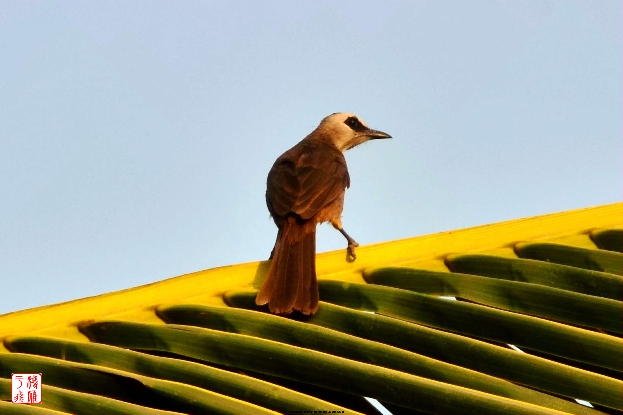 白眉黄臀鹎_Yellow vented Bulbul_柬埔寨马德望_20140209_5551.jpg