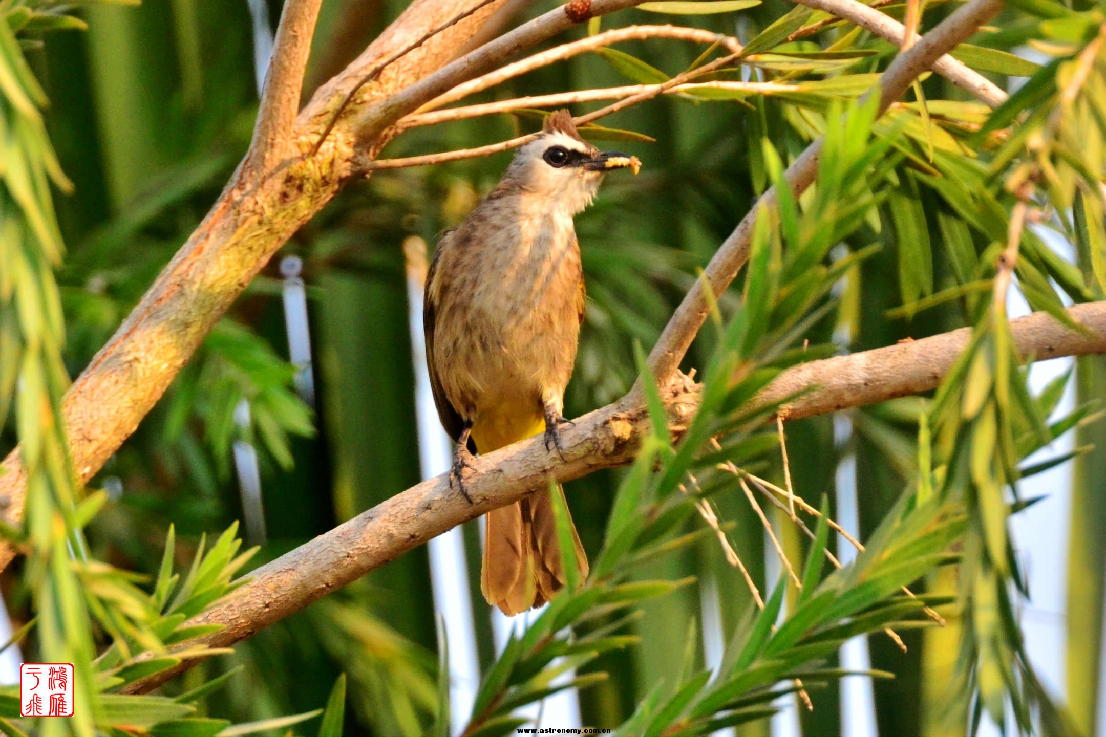 白眉黄臀鹎_Yellow vented Bulbul_柬埔寨马德望_20140210_5774.jpg