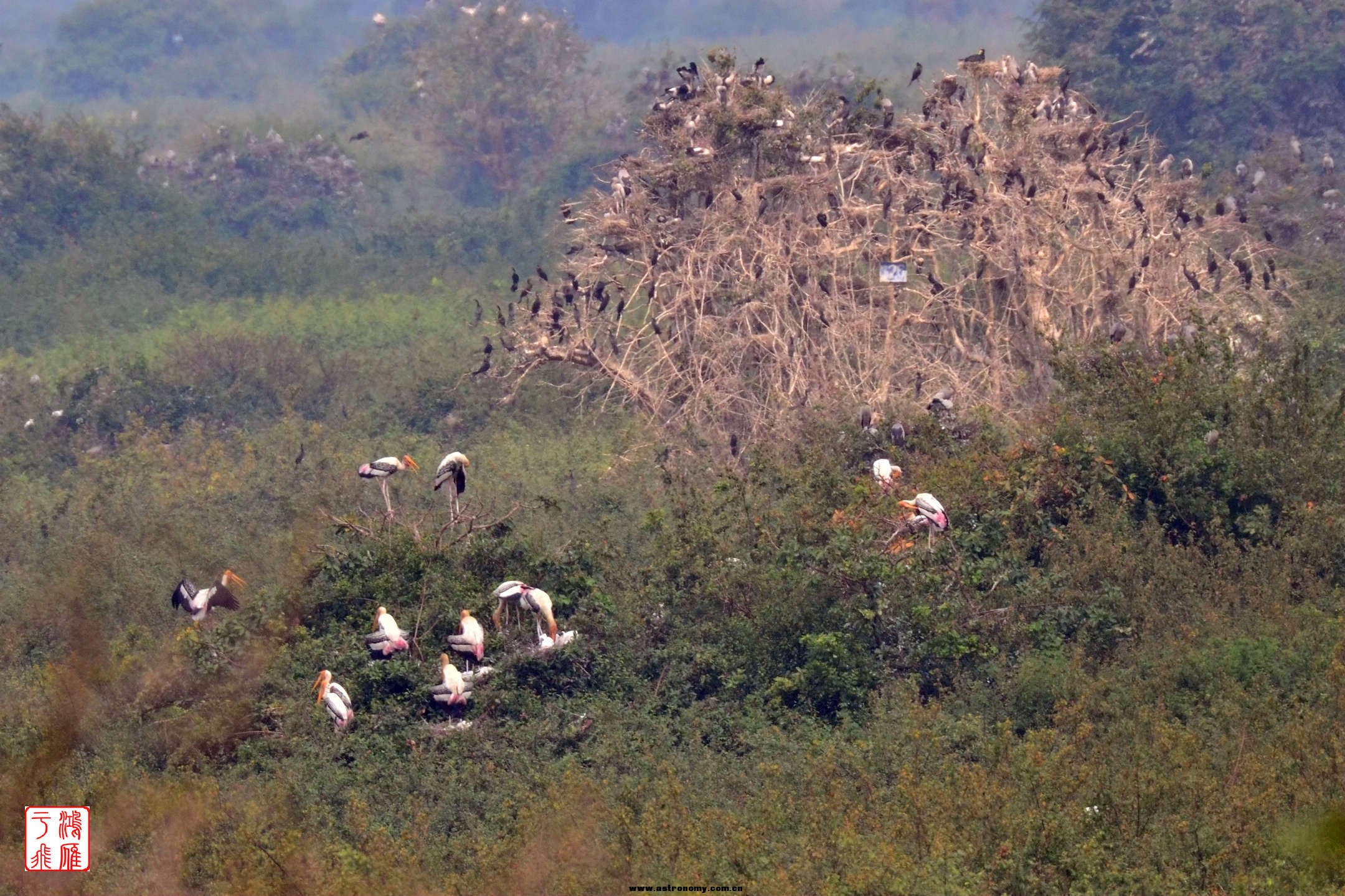 白头鹮鹳_Painted Stork_柬埔寨普列托尔_20140213_6070.jpg