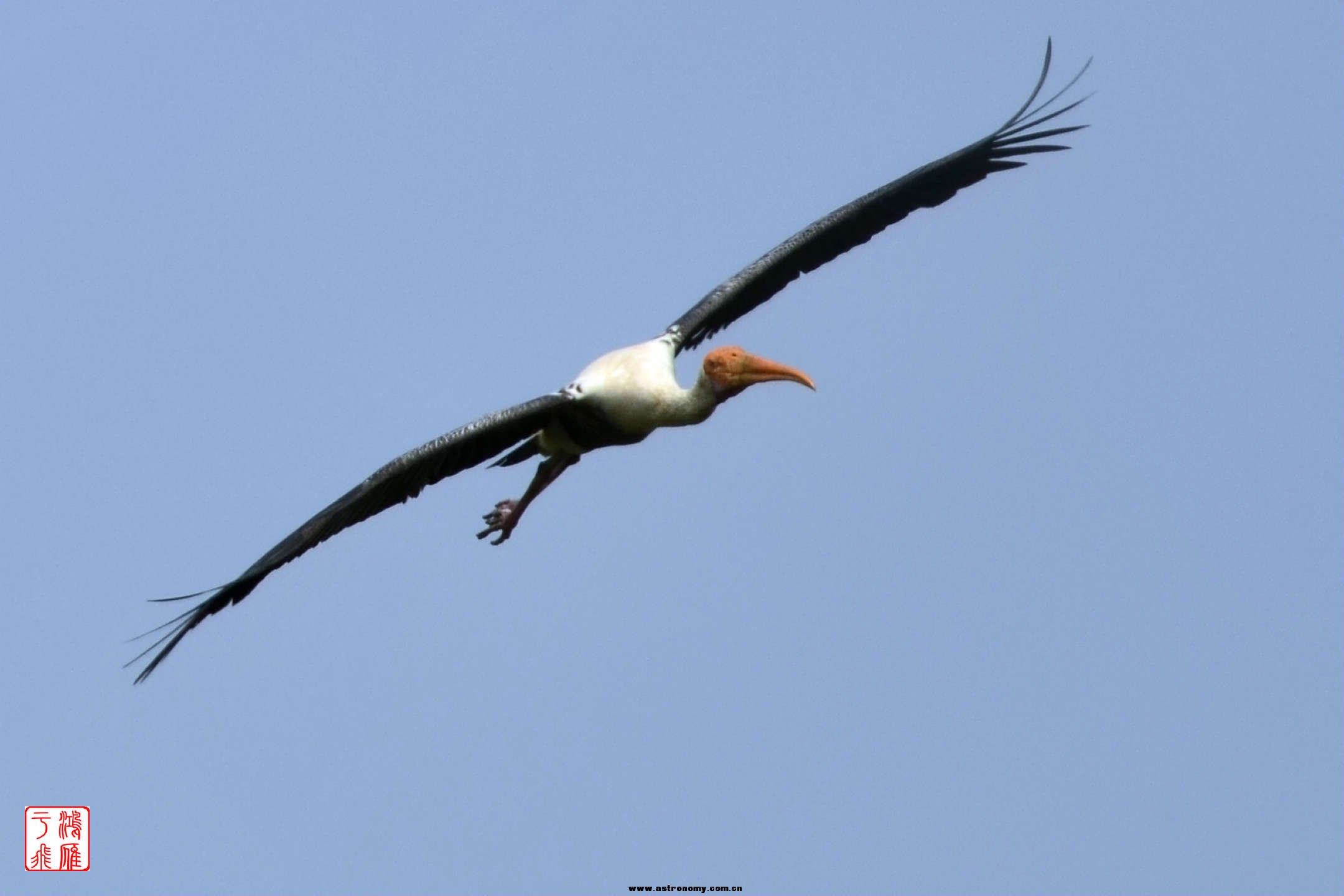 白头鹮鹳_Painted Stork_柬埔寨普列托尔_20140213_6176.jpg