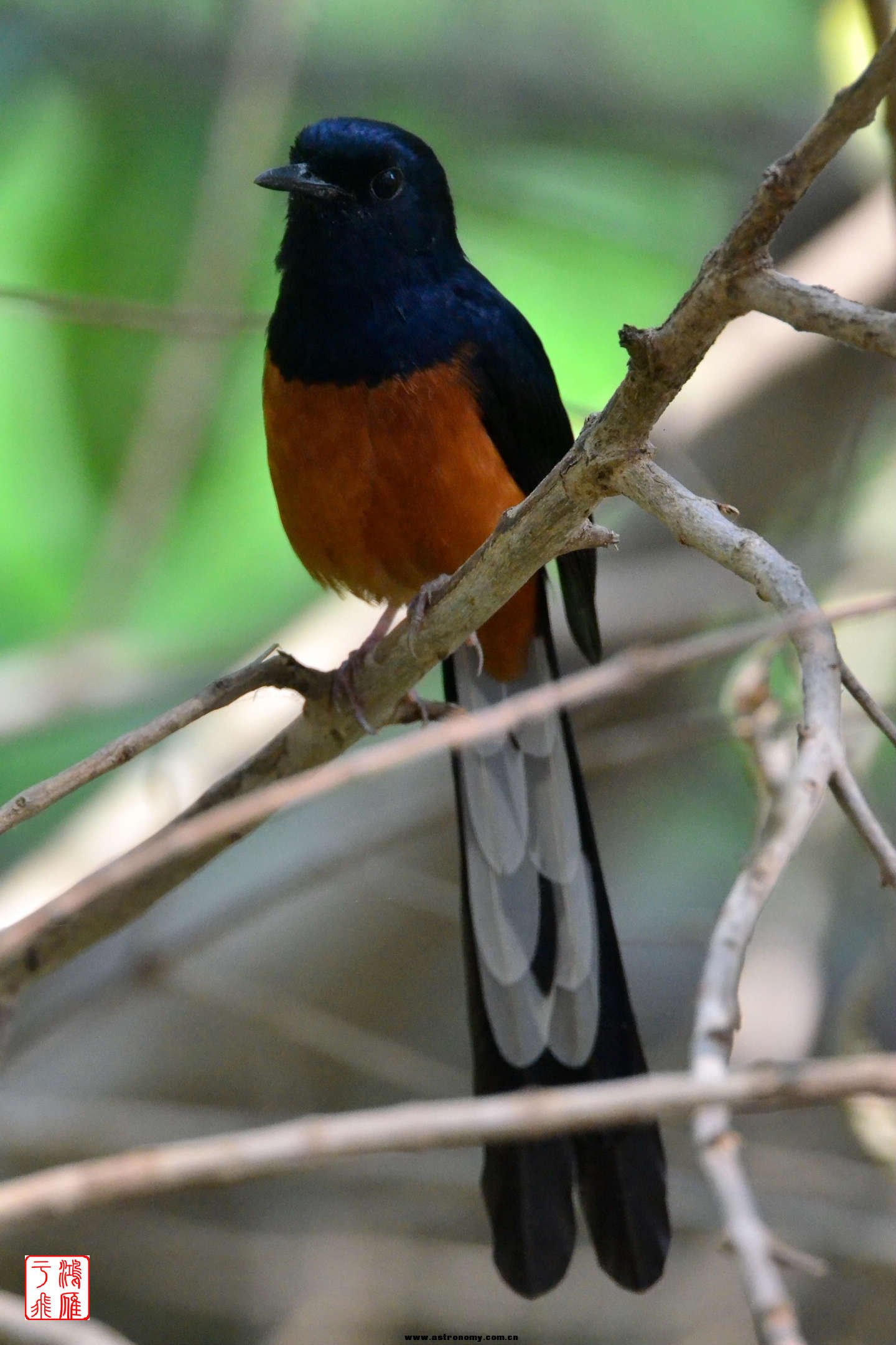 白腰鹊鸲_White-rumped Shama_柬埔寨马德望_20140210_5625.jpg