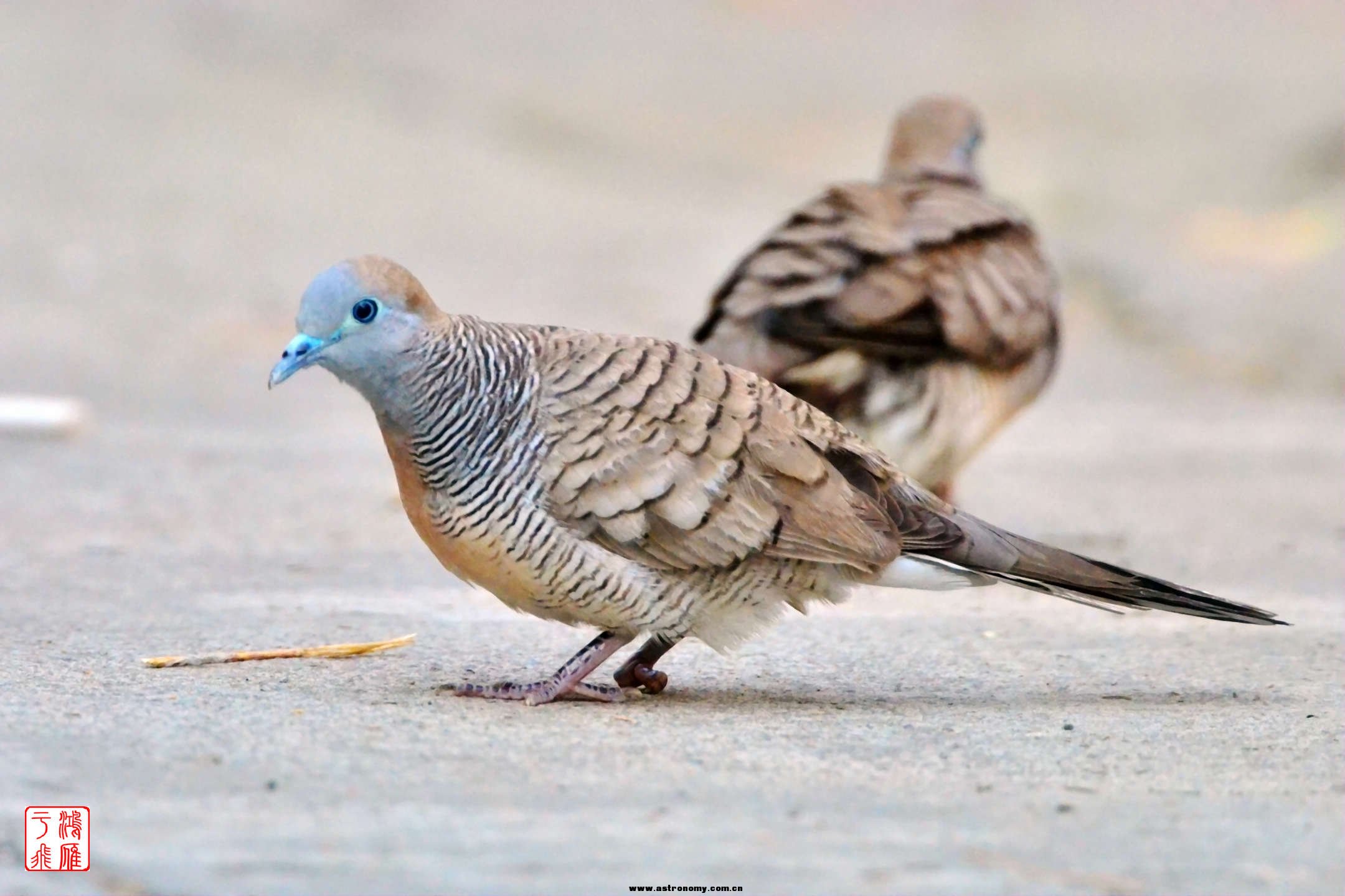 斑姬地鸠_Peaceful Dove_柬埔寨马德望_20140209_5529.jpg