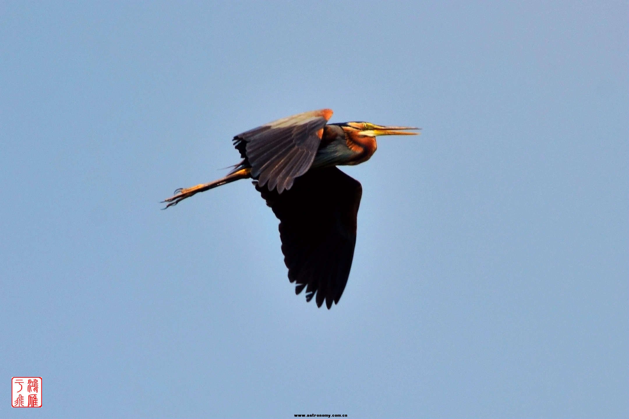 草鹭_Purple Heron_柬埔寨普列托尔_20140213_6274.jpg