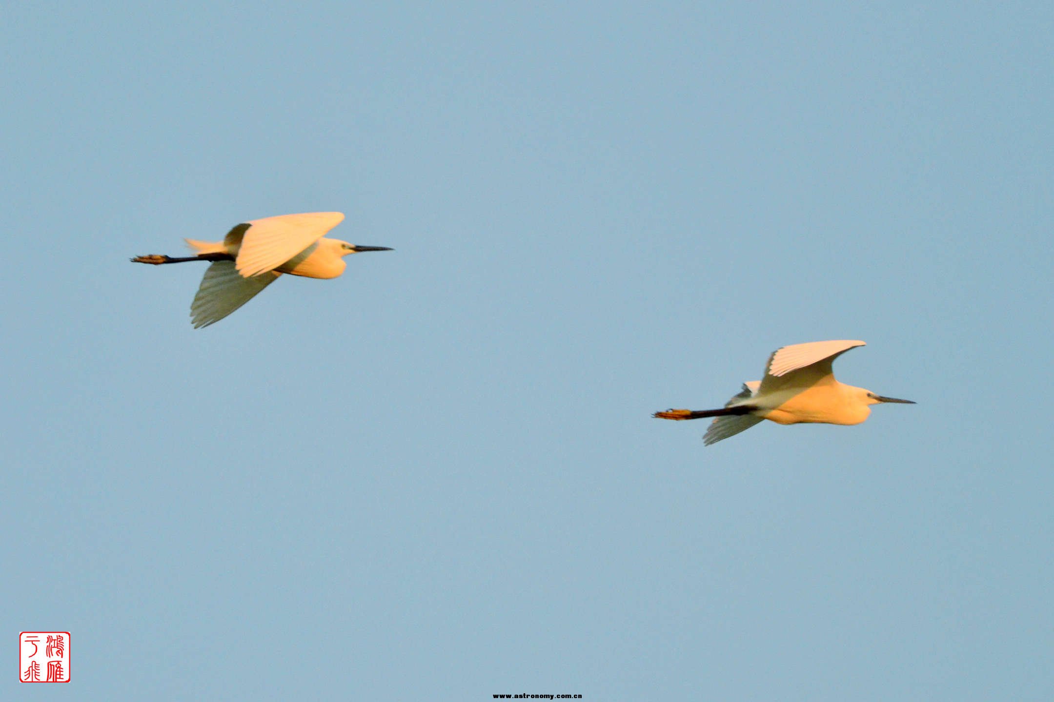 白鹭_Little Egret_柬埔寨普列托尔_20140213_6937.jpg