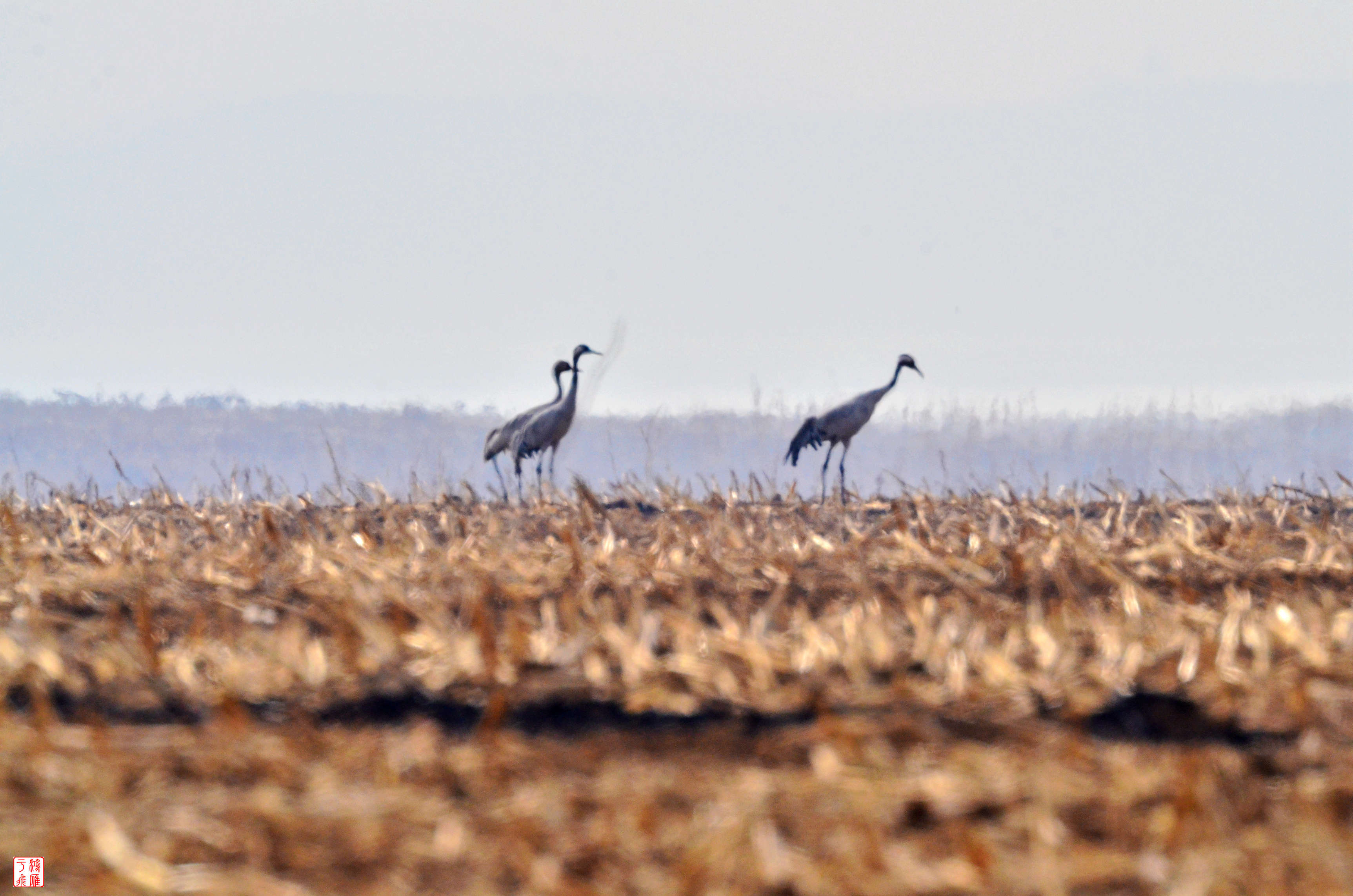 灰鹤_Common Crane_不老屯 20140315 _8526.jpg