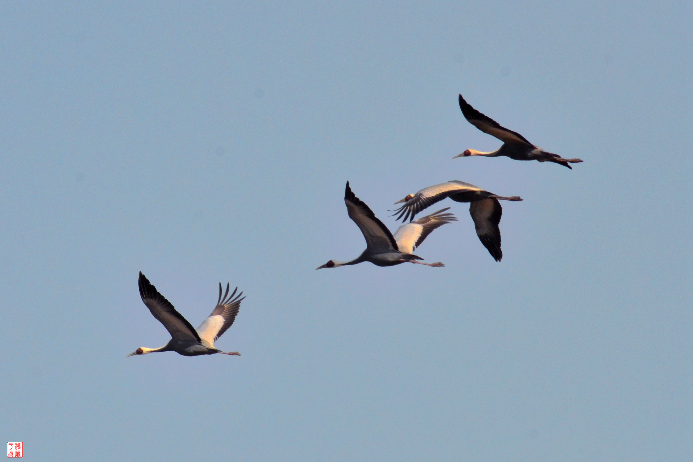 白枕鹤_White naped Crane_不老屯_ 20140315 _8824.jpg