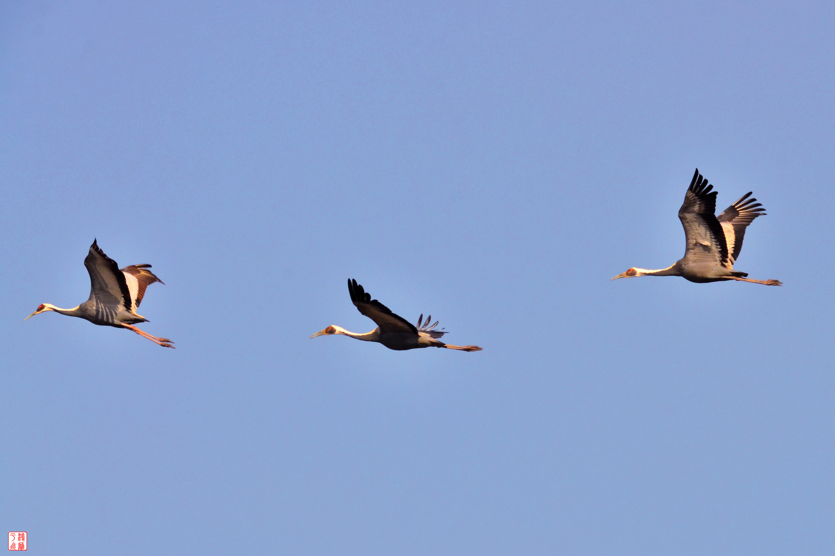 白枕鹤_White naped Crane_不老屯_ 20140315 _8839.jpg