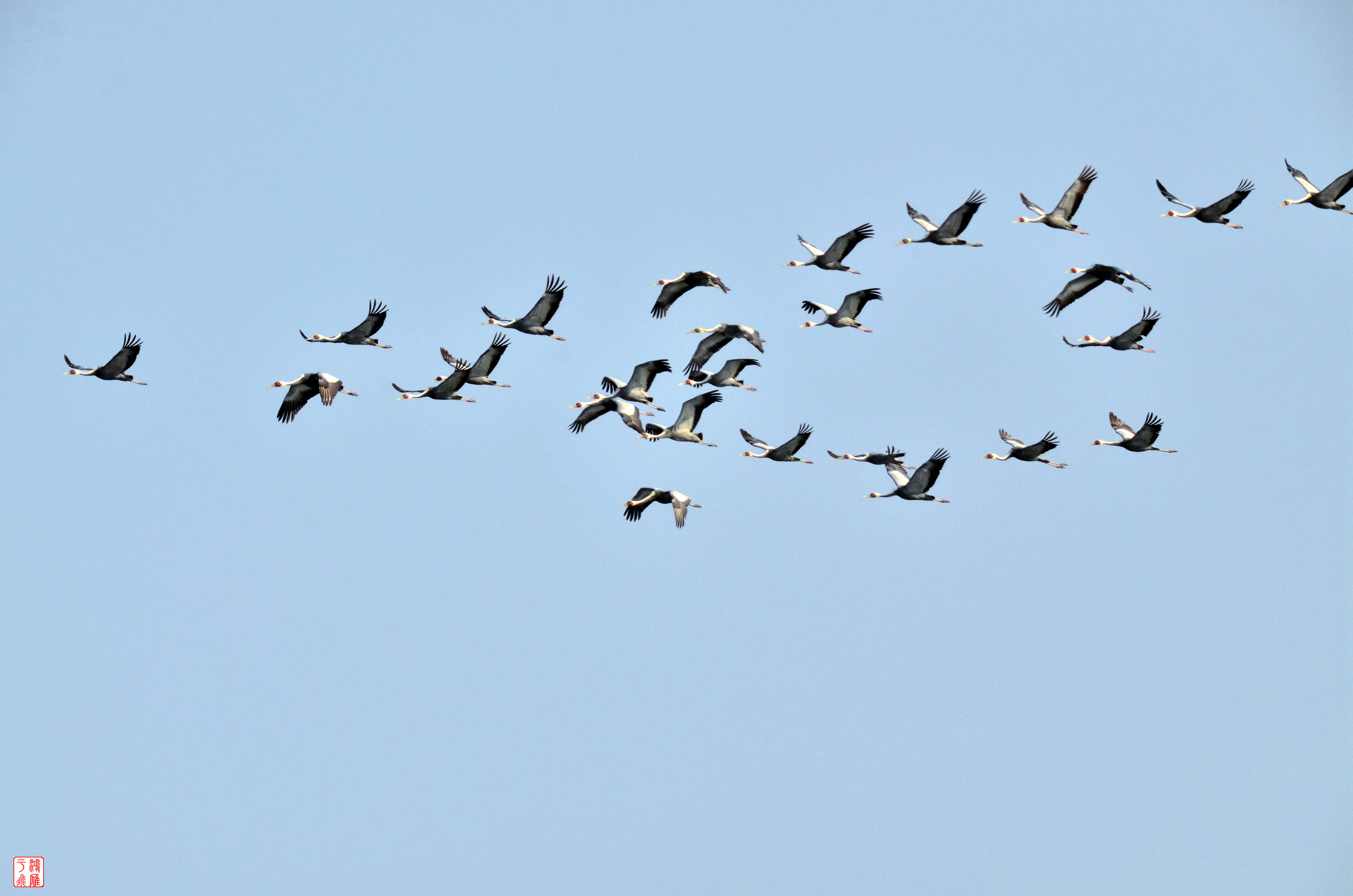 白枕鹤_White naped Crane_不老屯_ 20140315 _8874.jpg