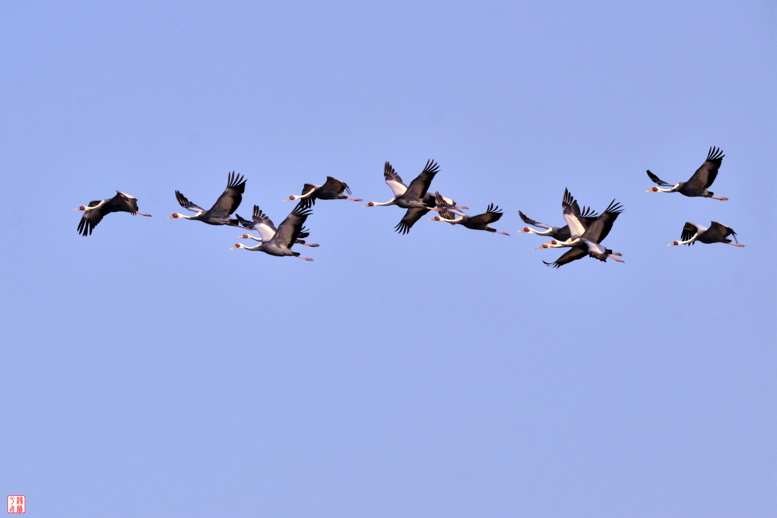 白枕鹤_White naped Crane_不老屯_ 20140315 _8883.jpg