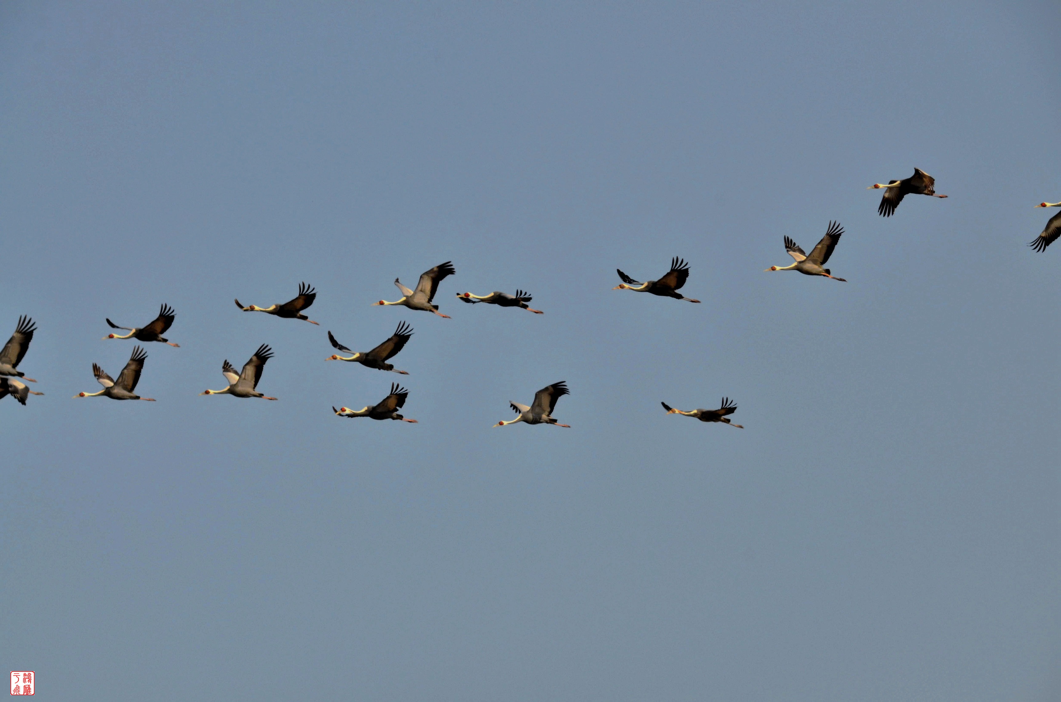 白枕鹤_White naped Crane_不老屯_ 20140315 _8887.jpg