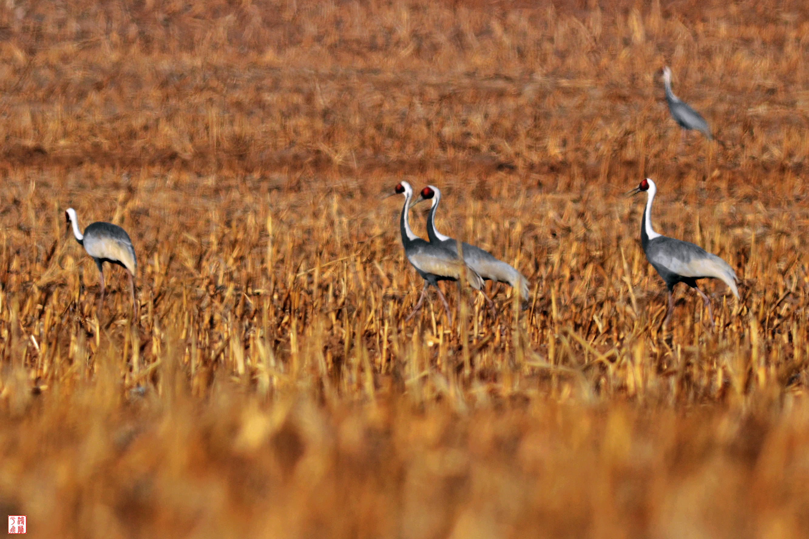 白枕鹤_White naped Crane_不老屯_ 20140315 _9057.jpg