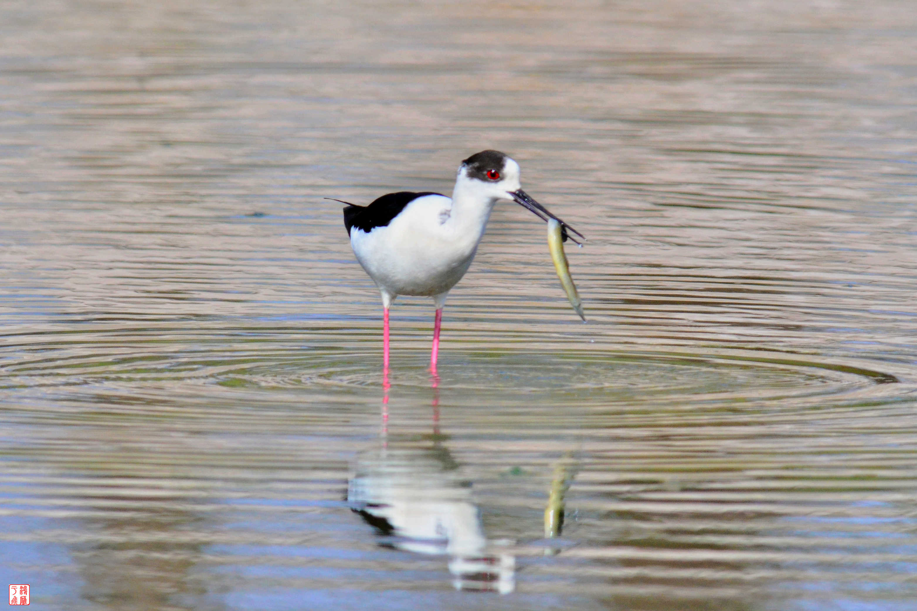 黑翅长脚鹬_沙河水库_20140330_9361.jpg