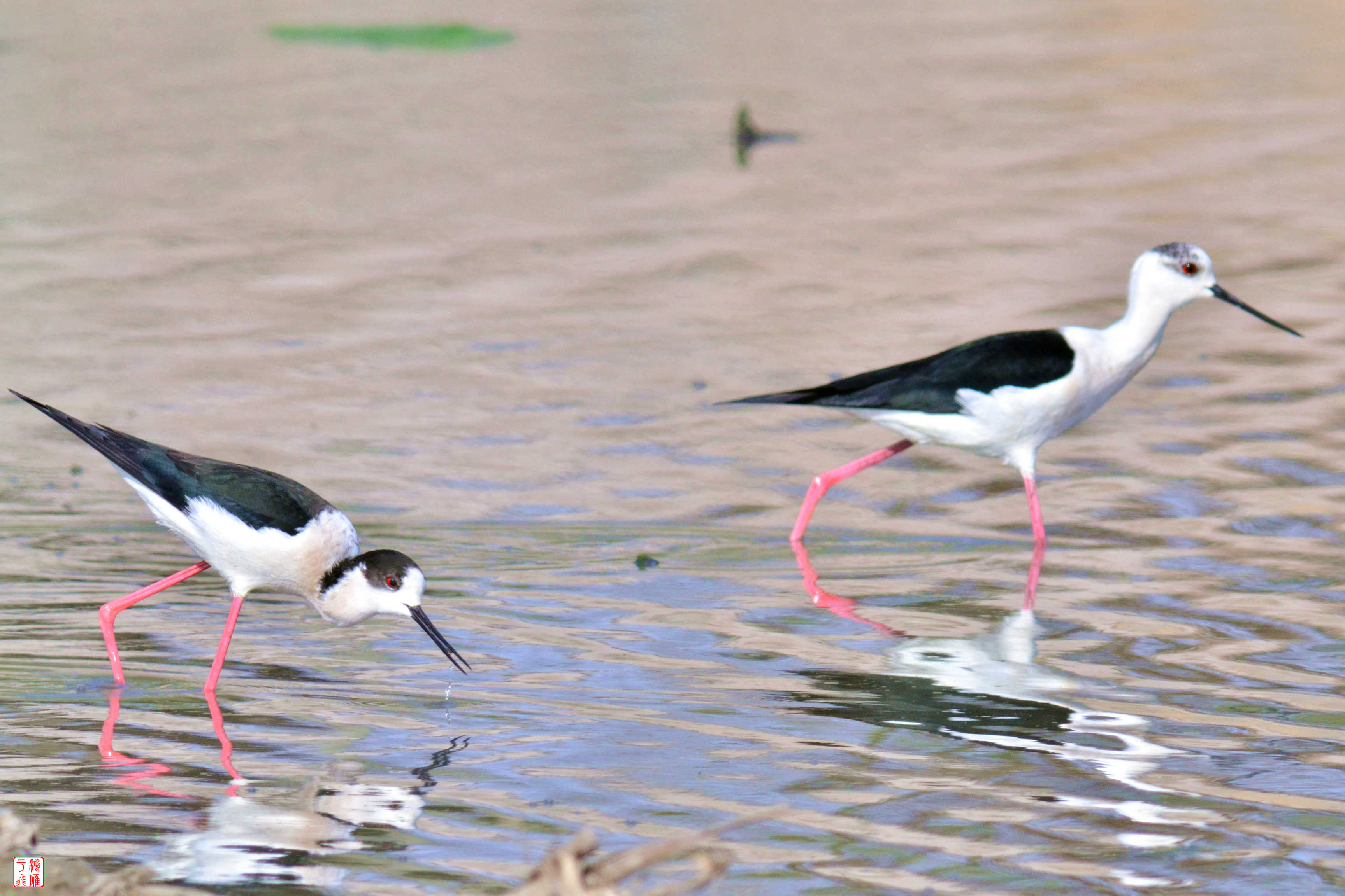 黑翅长脚鹬_沙河水库_20140330_9608.jpg