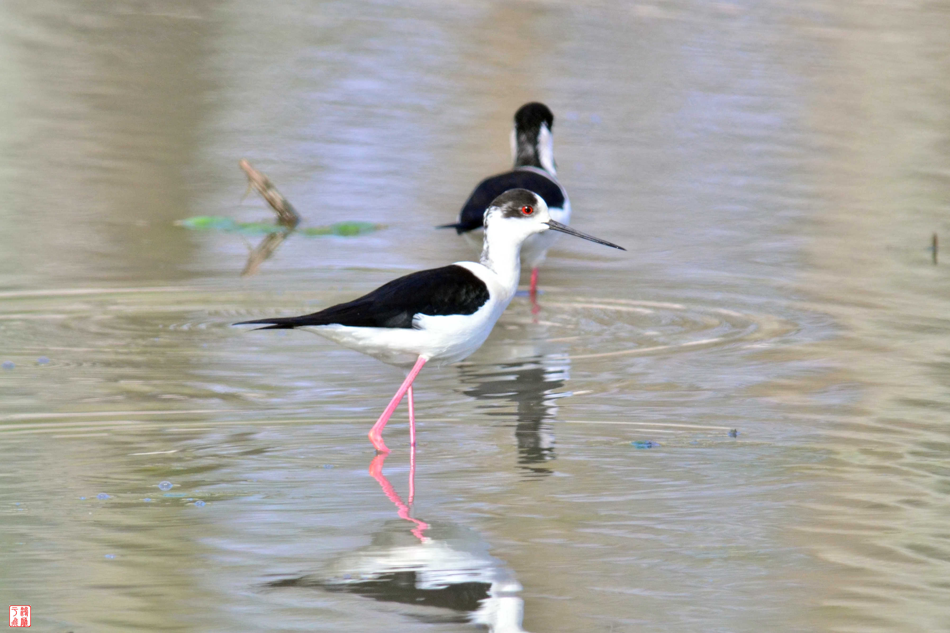 黑翅长脚鹬_沙河水库_20140330_9683.jpg