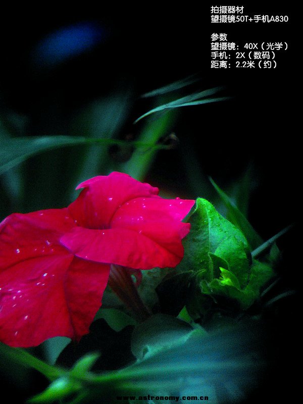 花.jpg