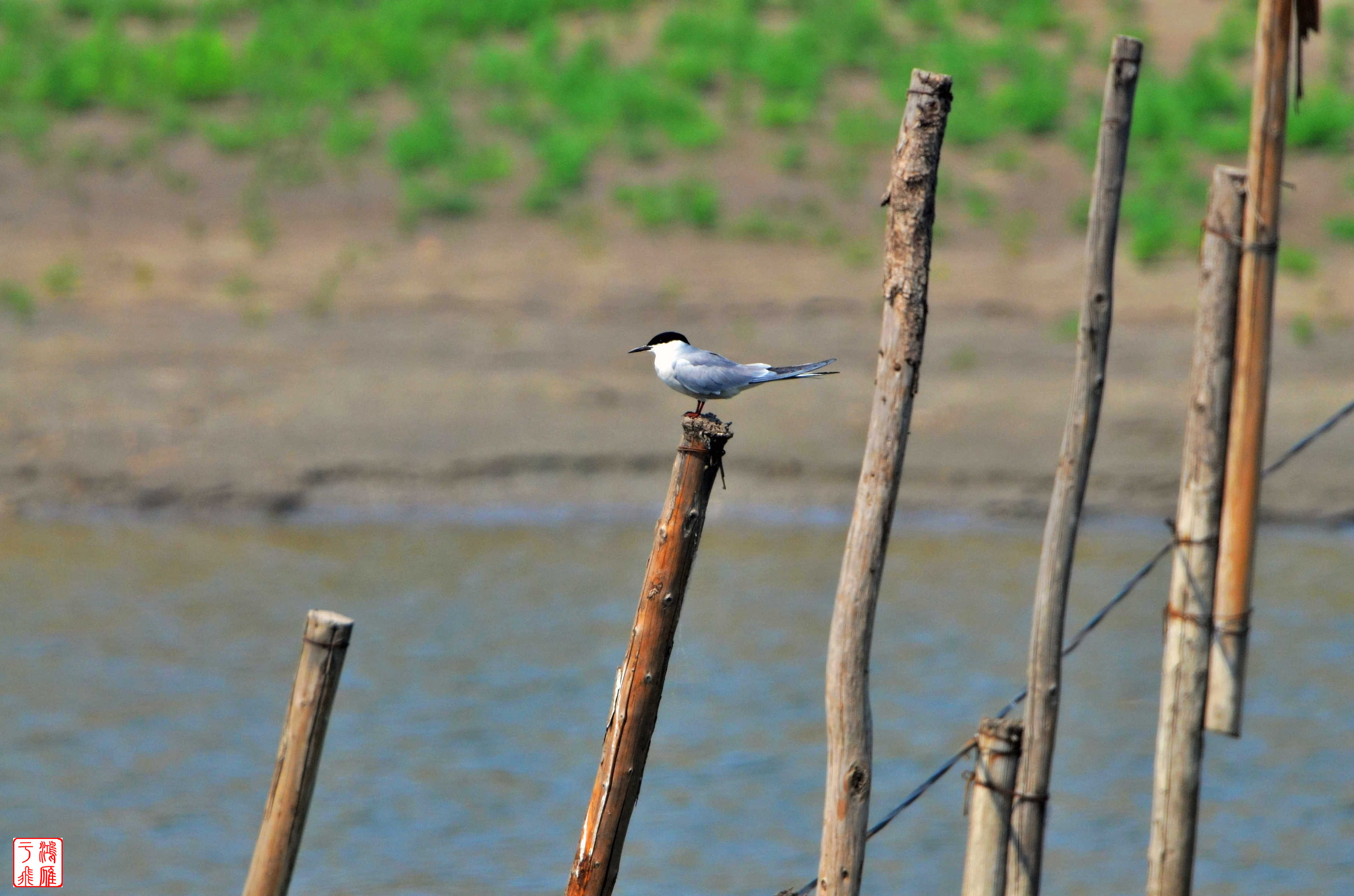 曹妃甸乐亭 DSC_0635_副本.jpg