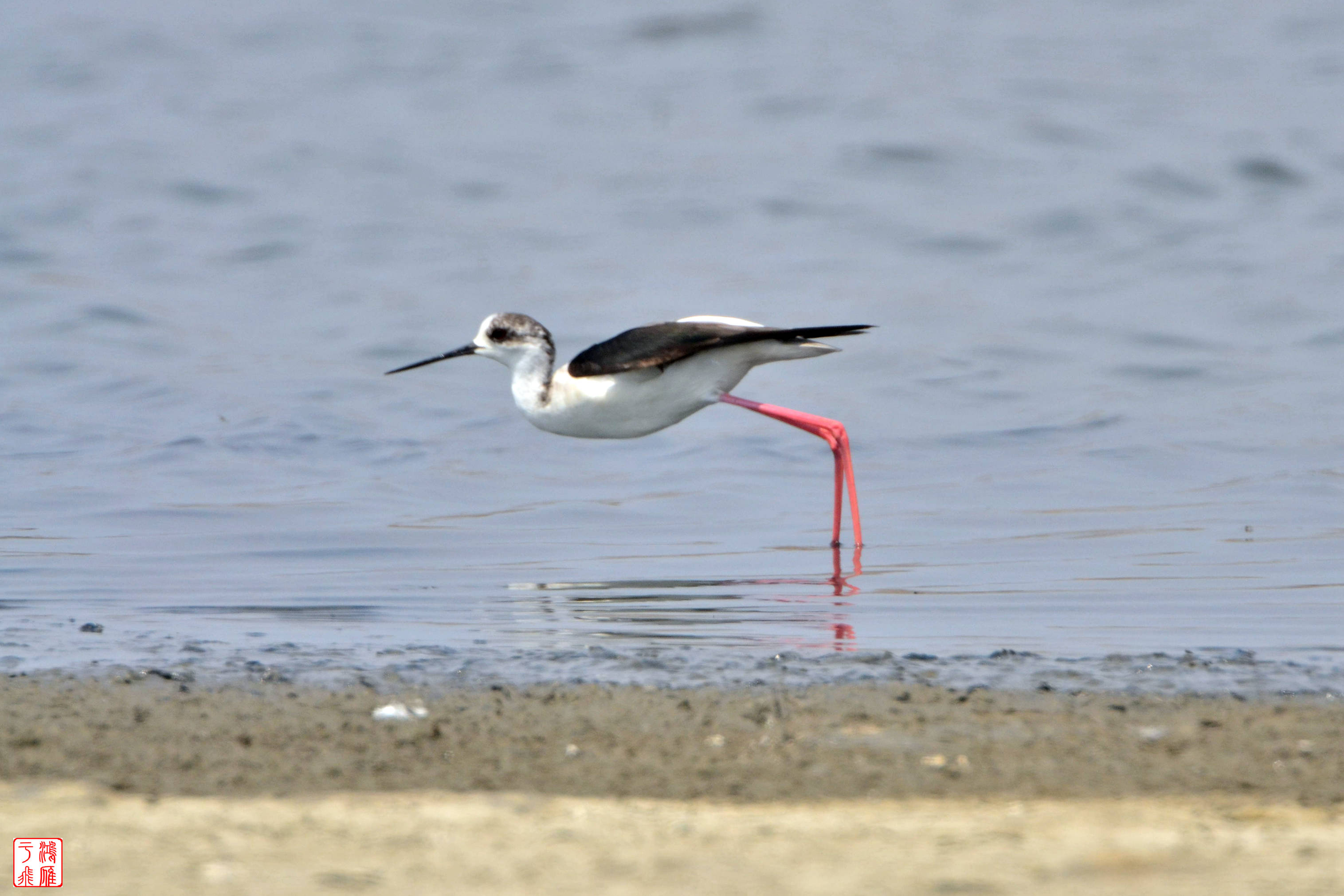 曹妃甸乐亭 DSC_0878_副本.jpg