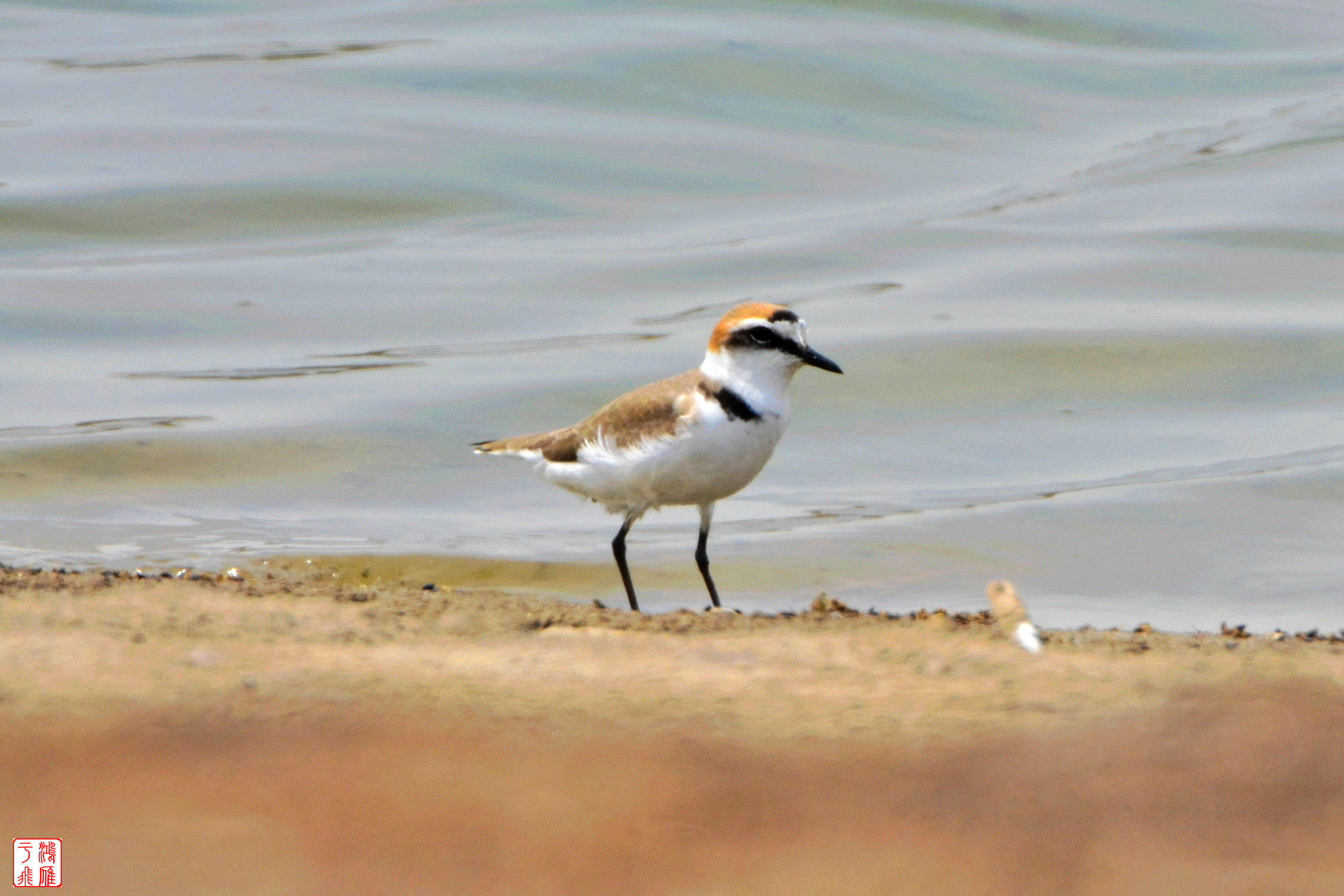 曹妃甸乐亭 DSC_1040_副本.jpg