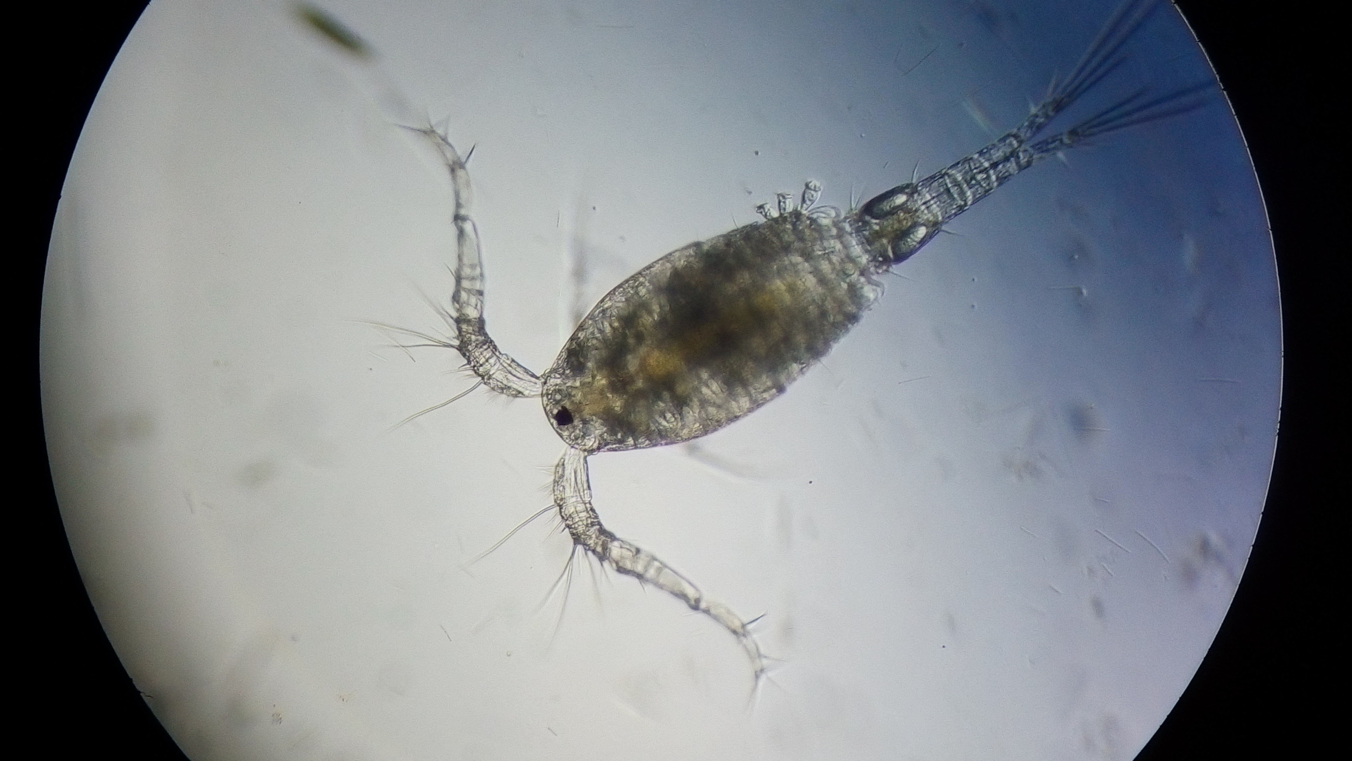 桡足类生物 100倍.jpg