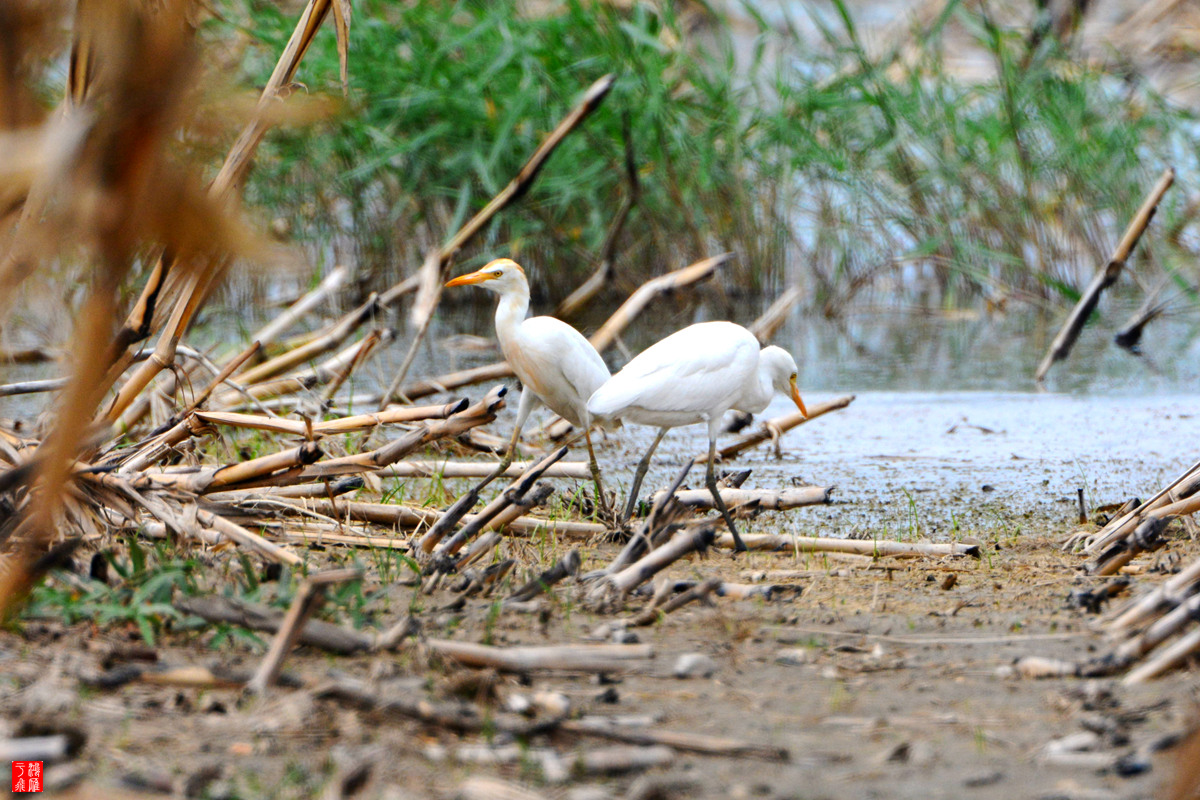 牛背鹭_官厅水库_20140531_0818.jpg